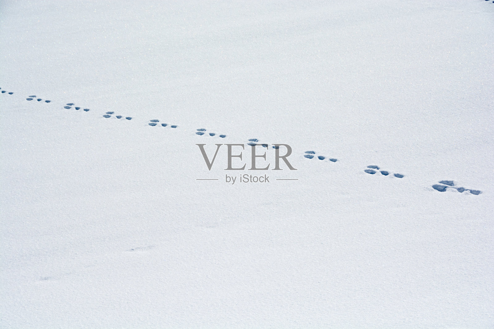 雪地上的野生动物足迹照片摄影图片