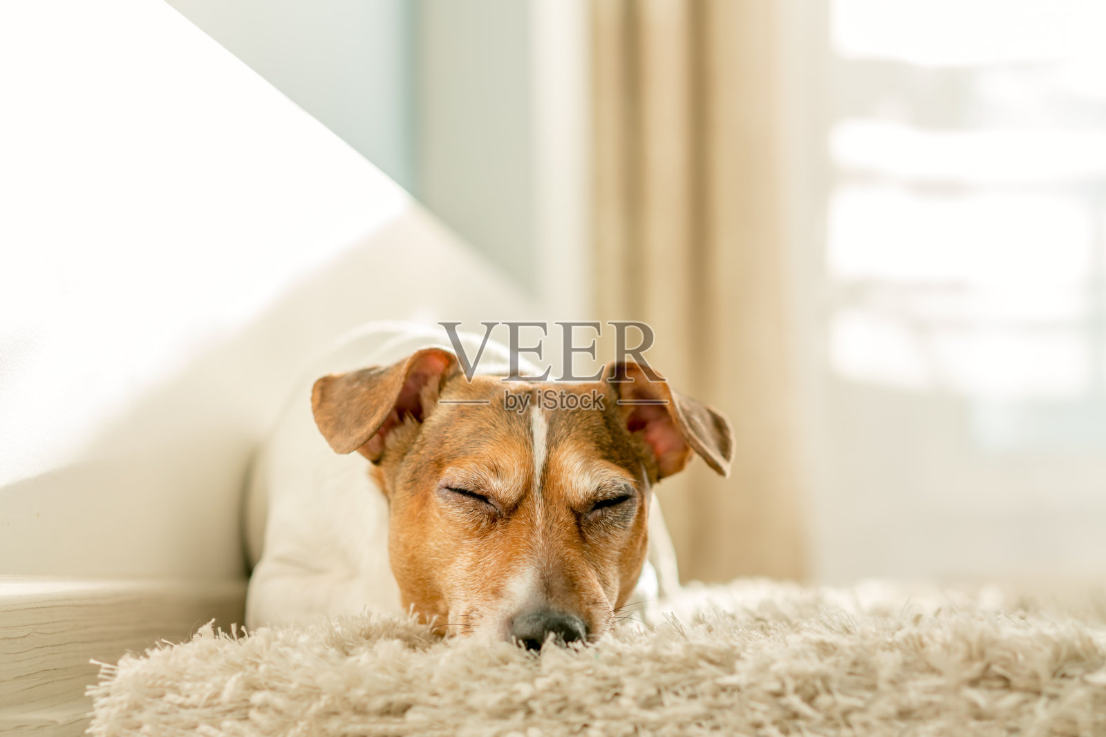 狗在地毯上睡觉，特写镜头照片摄影图片