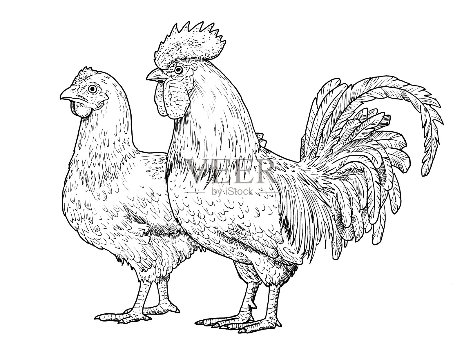 公鸡和母鸡的图画。成年公、母鸡素描，黑白插图插画图片素材