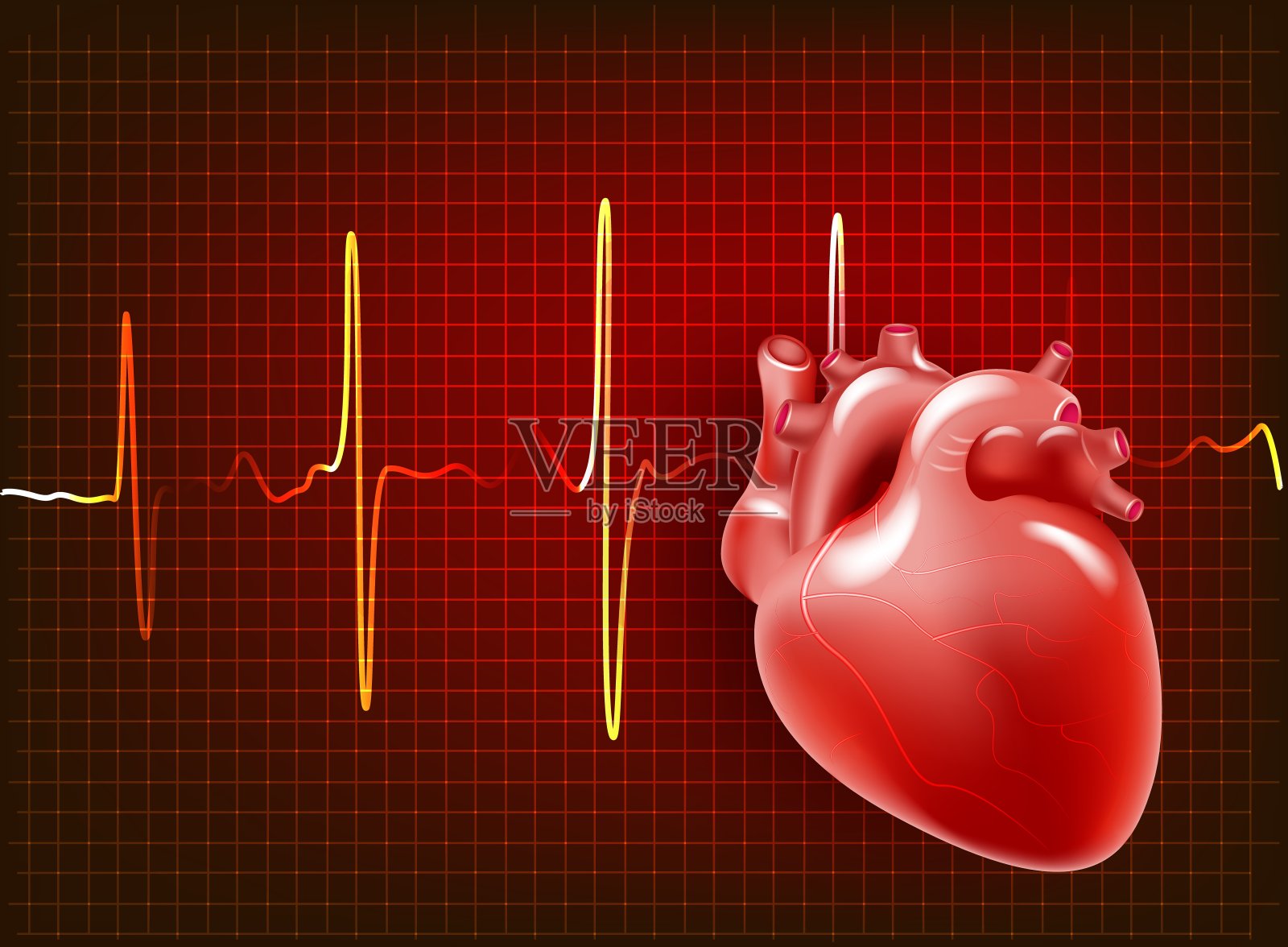 人类的心。真实的心脏背景上的心电图向量插画图片素材