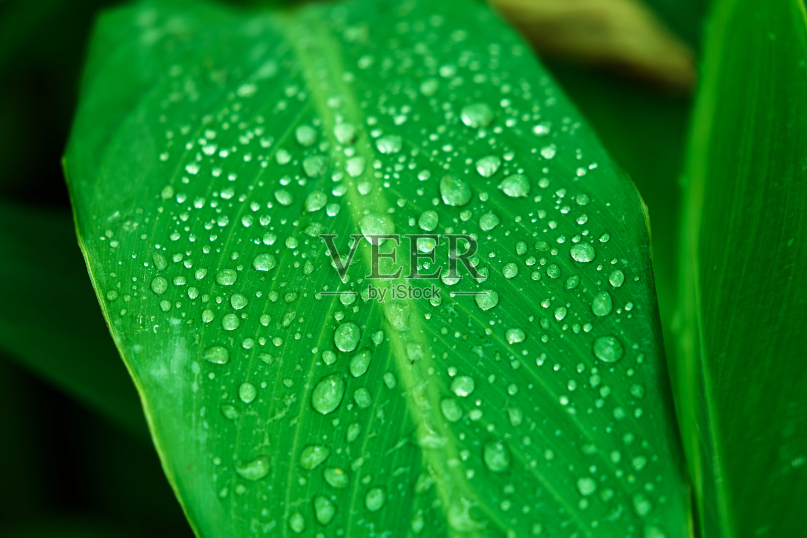 水滴雨滴落在叶子上，闭合为自然的概念照片摄影图片