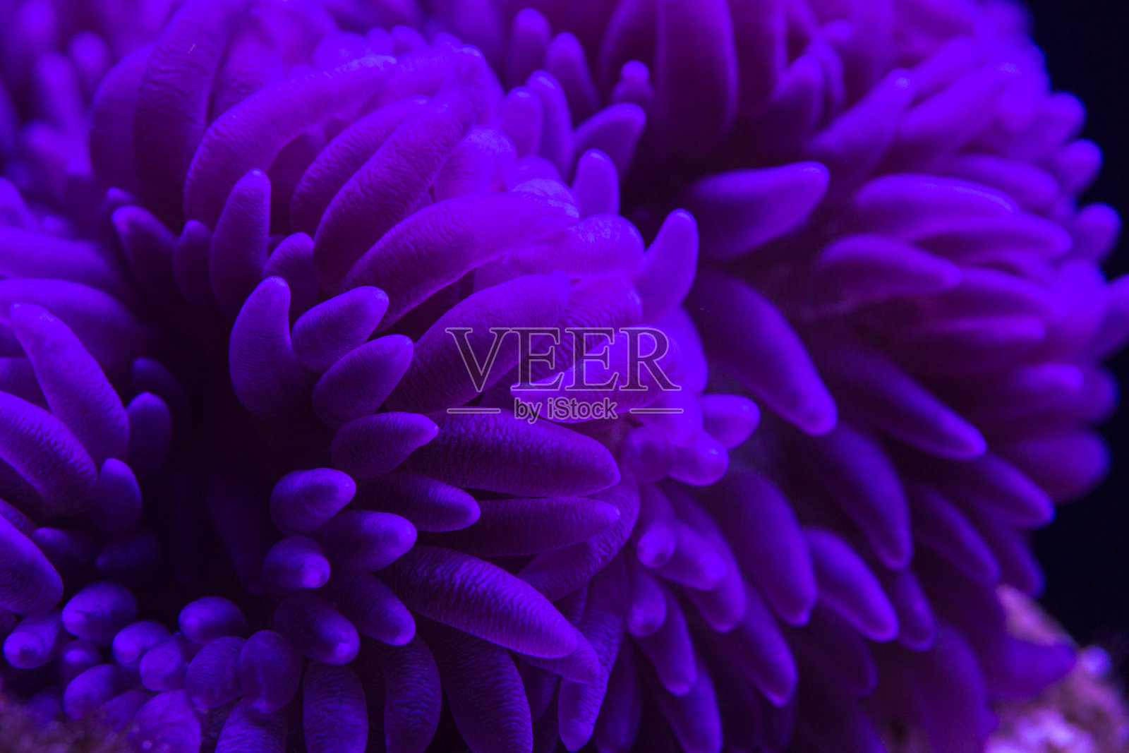 水下的紫色海葵照片摄影图片