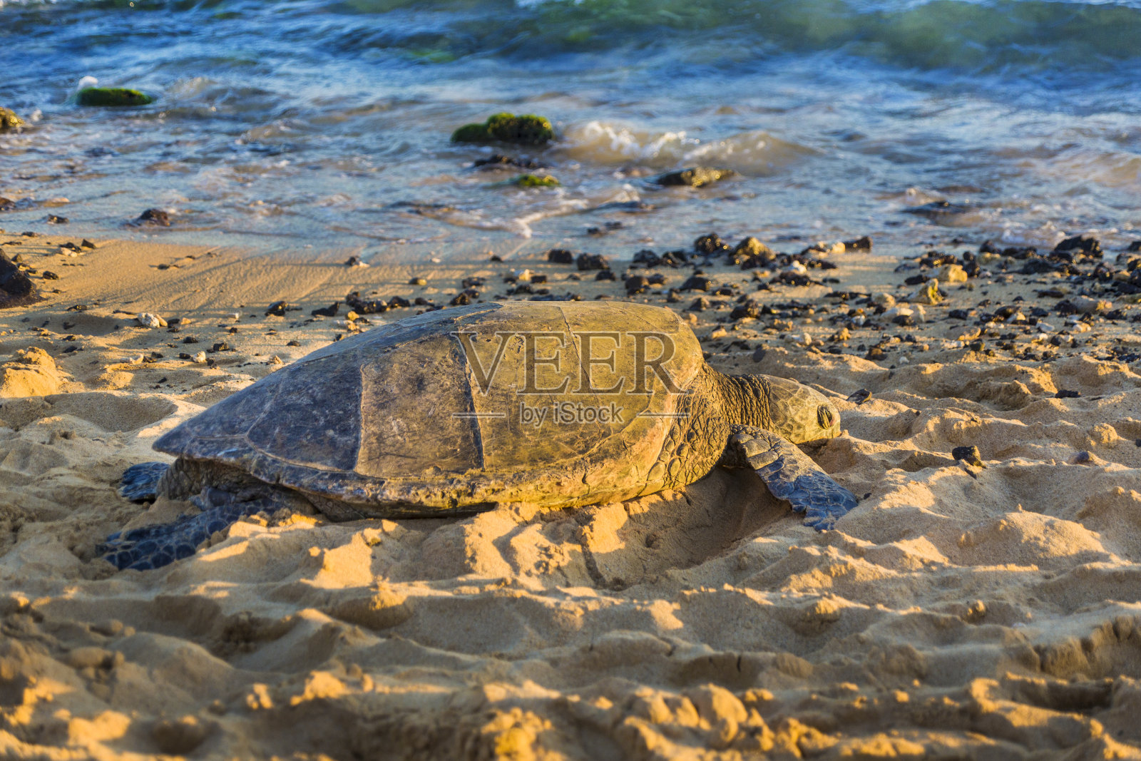夏威夷考艾岛波伊普海滩上的绿海龟照片摄影图片