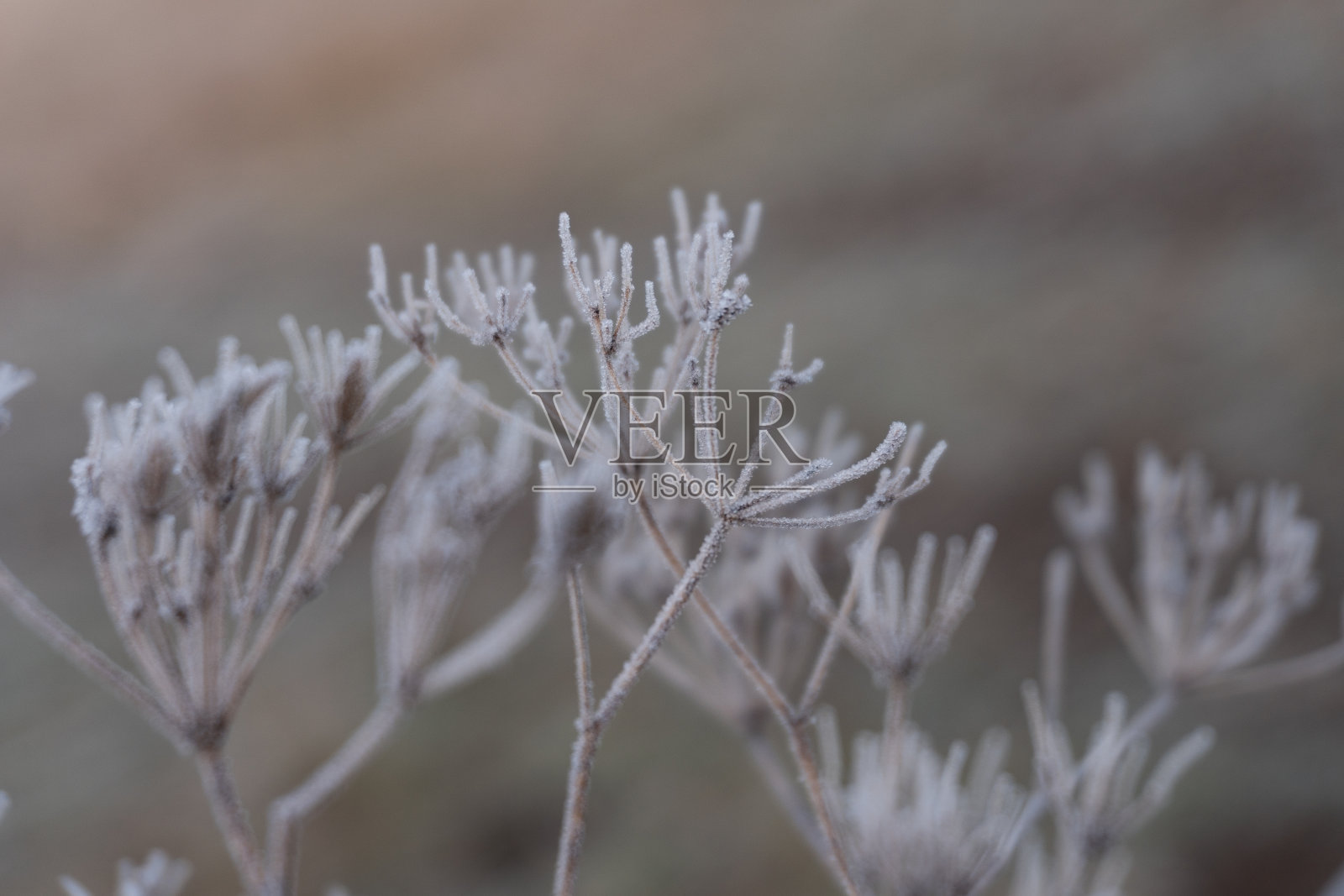 在冬天的早晨，一棵被露水覆盖的冰冻植物的特写照片摄影图片