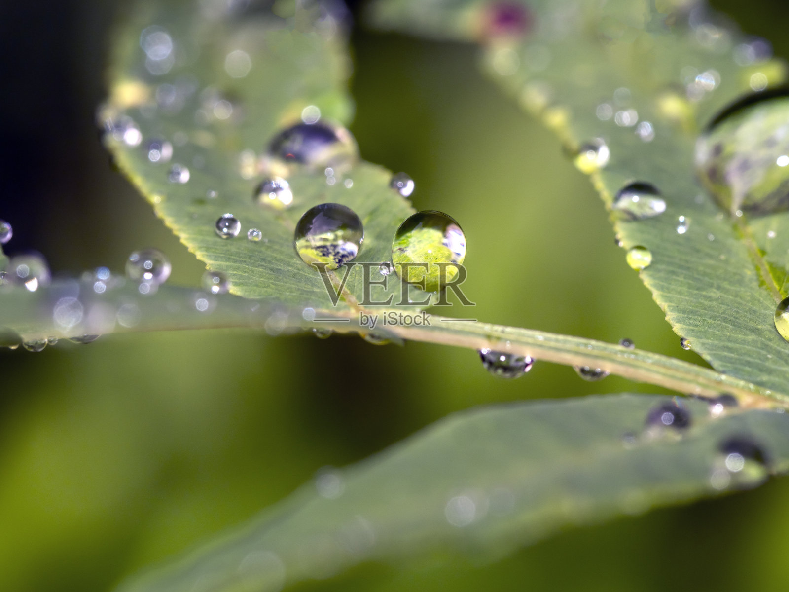 植物上的水滴照片摄影图片