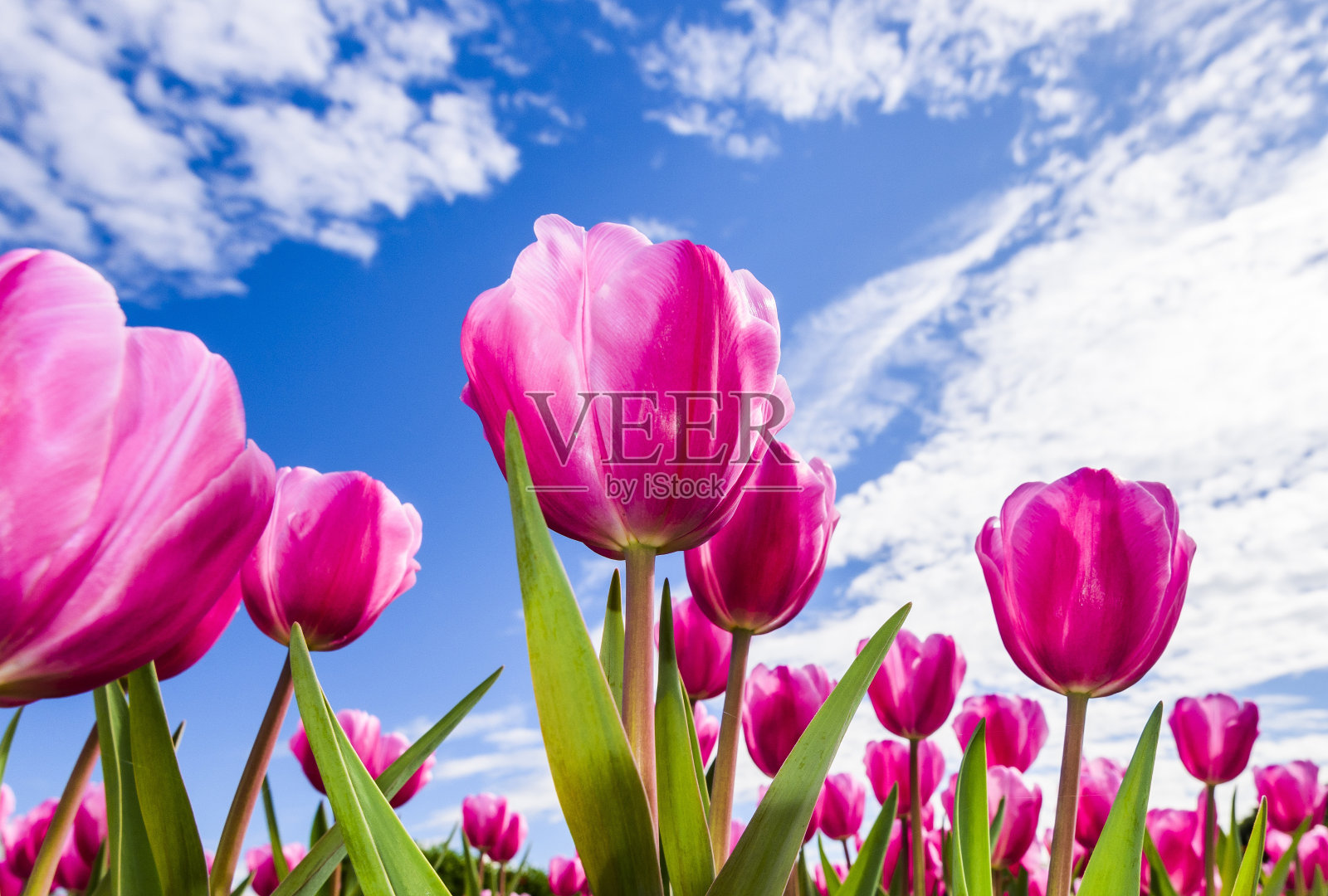 美丽的郁金香花与蓝天的背景照片摄影图片