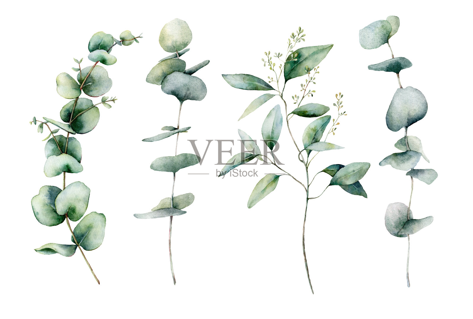 水彩桉树枝集。手绘桉树粗枝和树叶孤立在白色背景上。花卉插图设计，印刷，织物或背景。植物。插画图片素材