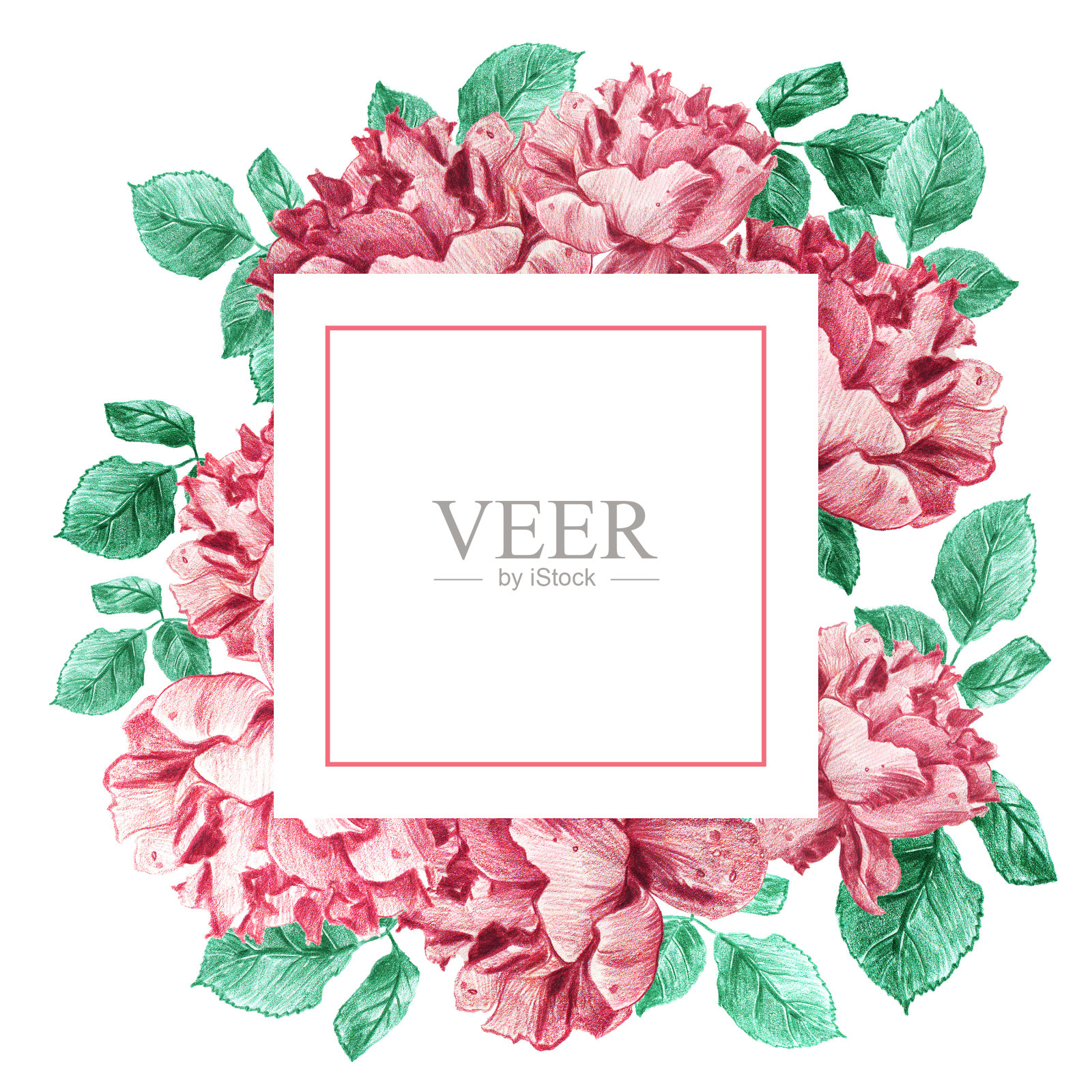 装饰方形框架的粉红色花园玫瑰与绿色的叶子。婚礼请柬和浪漫卡片的花束。手绘精美的插图。插画图片素材