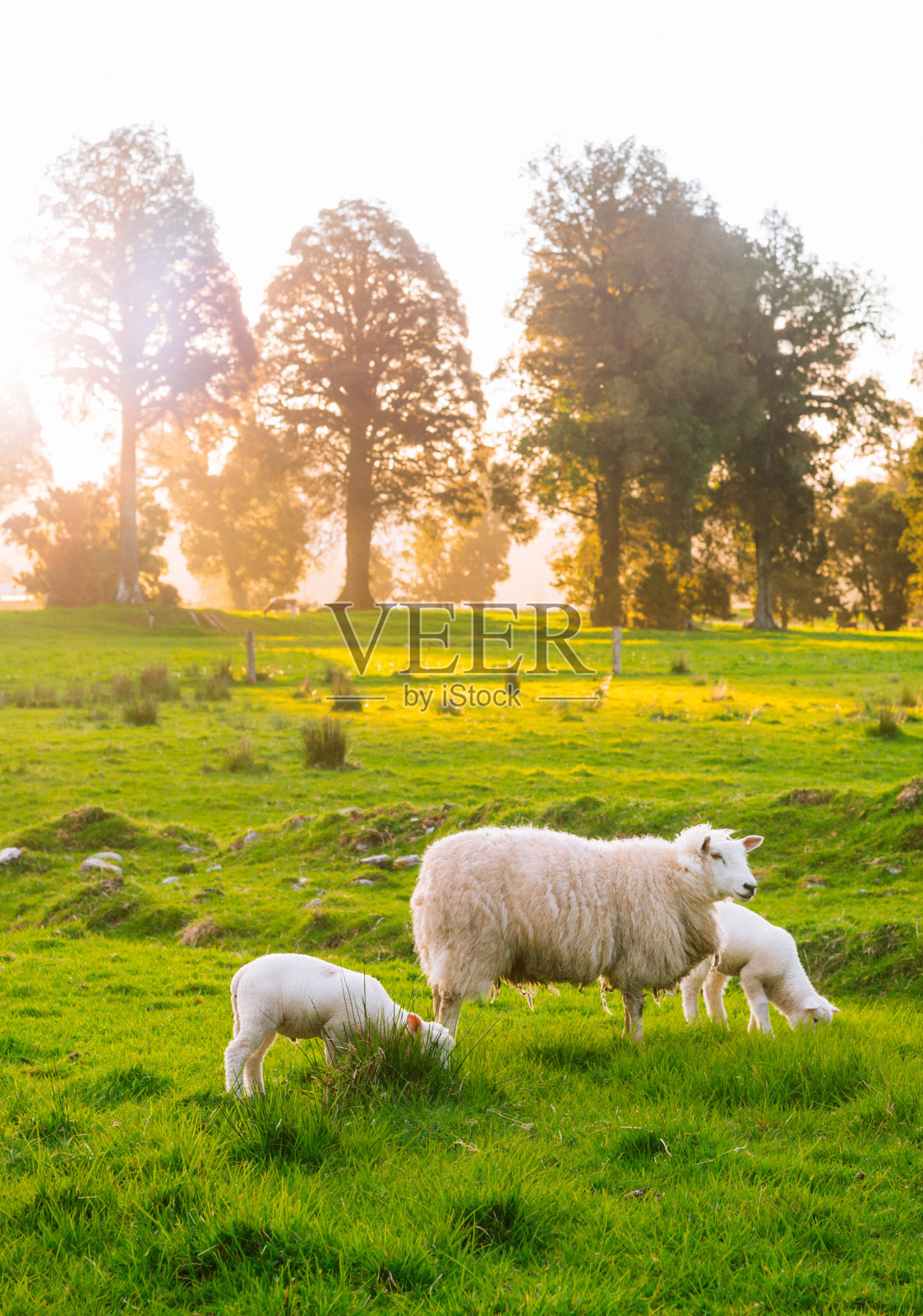 以自然景观为背景的新西兰南岛白羊群照片摄影图片