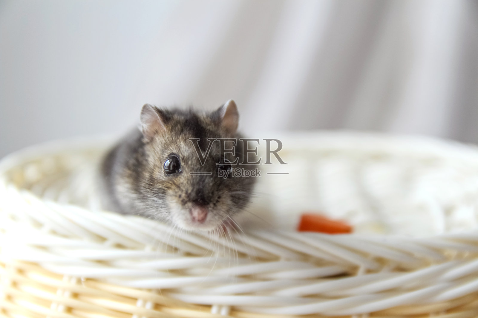 可爱的毛茸茸的灰色驯养动物，白色编织表面，宠物，选择性焦点照片摄影图片