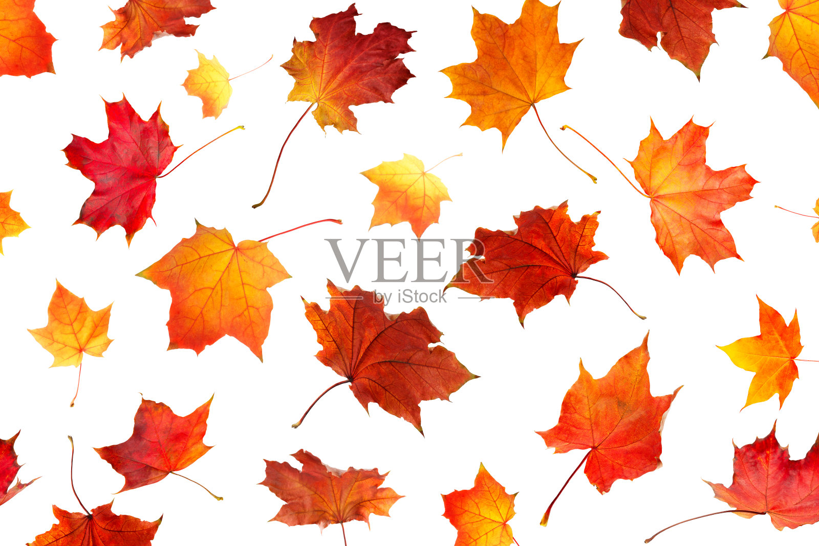 秋天橙色的叶子落下孤立在白色的背景照片摄影图片
