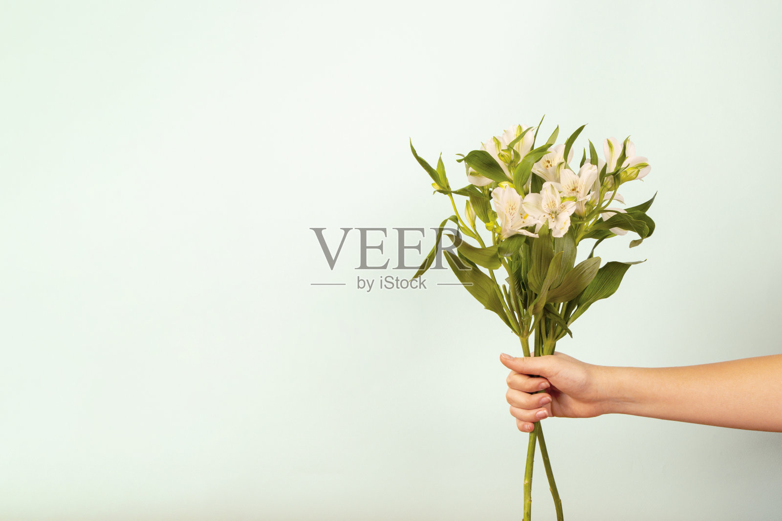 美丽温柔的花束在女性的手在白色的背景。花的浪漫构图，概念为母亲节，情人节，生日。关闭，复制空间照片摄影图片