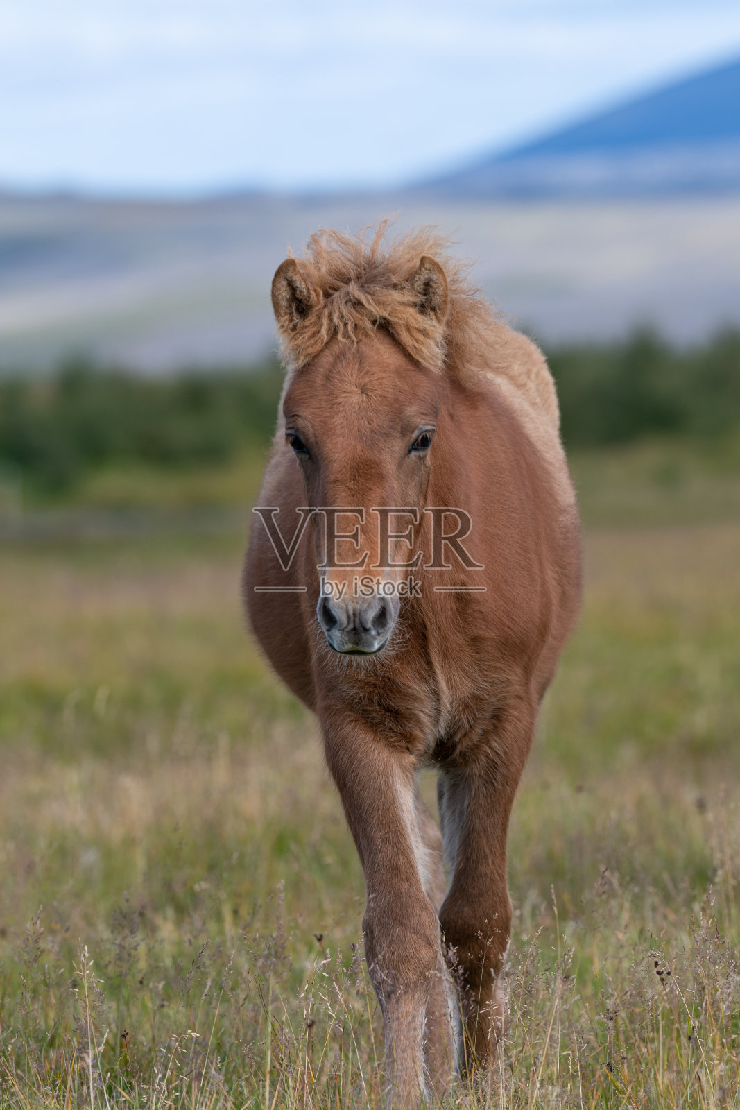 在野外行走的冰岛棕色马照片摄影图片