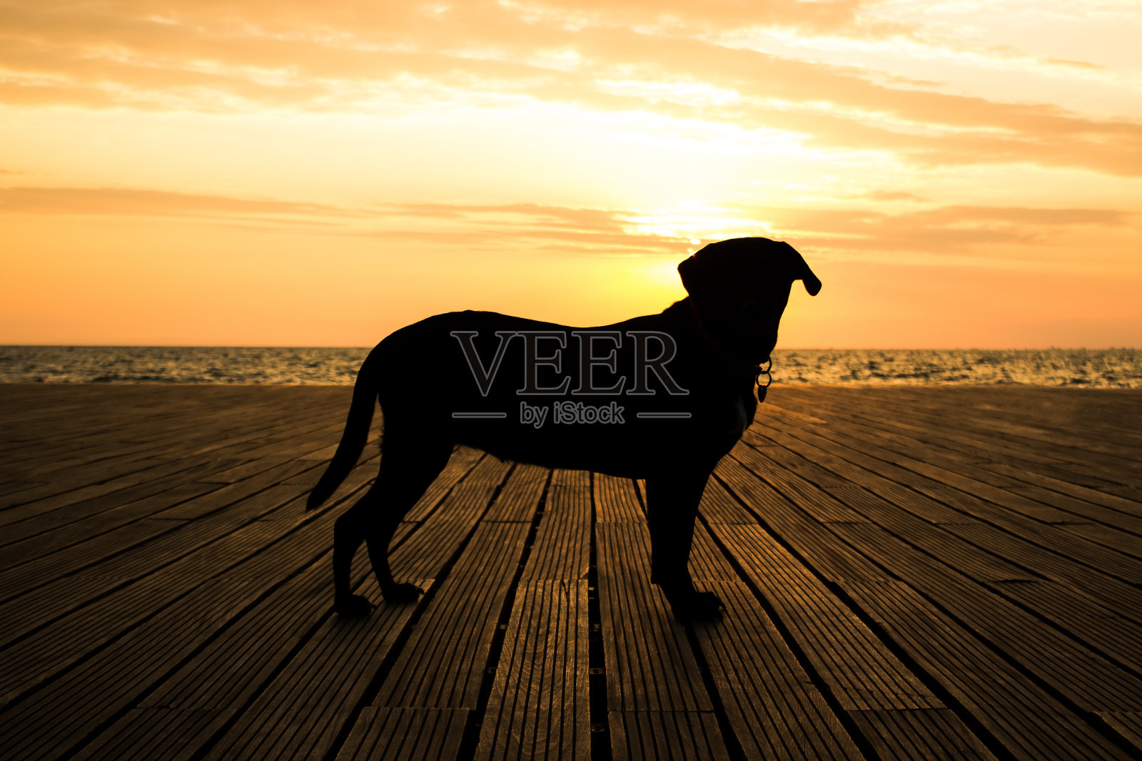 美丽的拉布拉多寻回犬的黑色剪影形状在日落的浪漫镜头对面的橙色灯光在海滨海滨线景观照片摄影图片