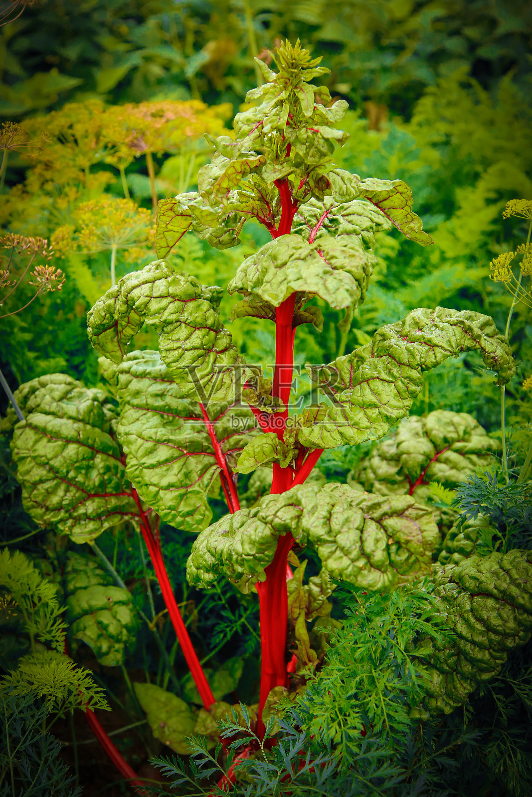 一片红色甜菜的绿叶。纹理或背景照片摄影图片