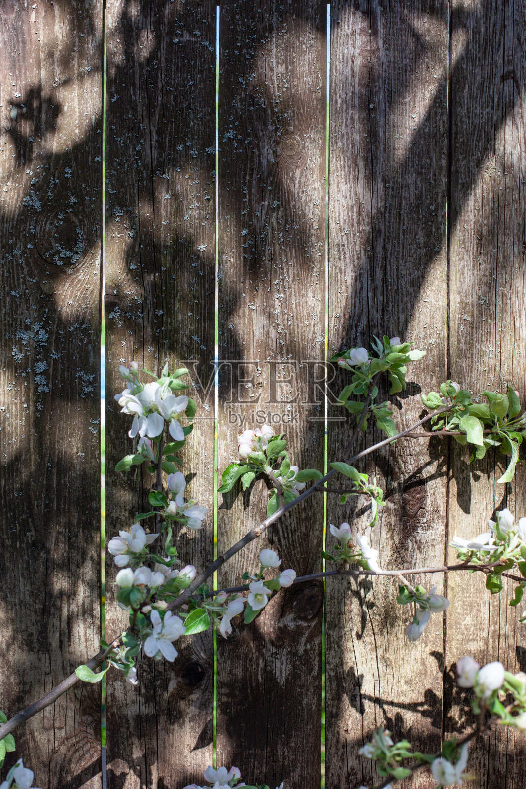 一棵正在开花的苹果树的树枝，在老篱笆的背景上。照片摄影图片