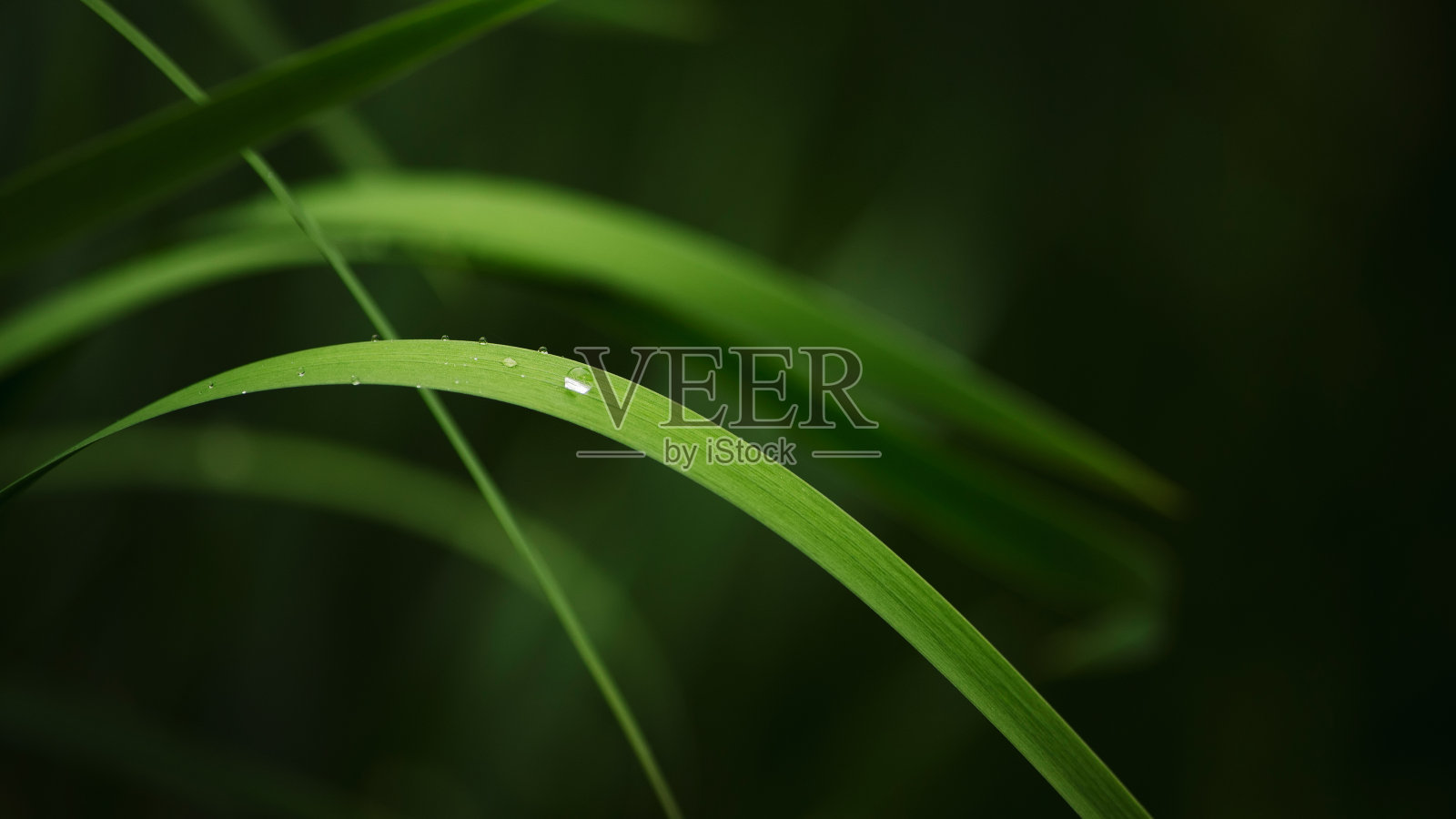 水滴在绿色植物的叶子背景上照片摄影图片