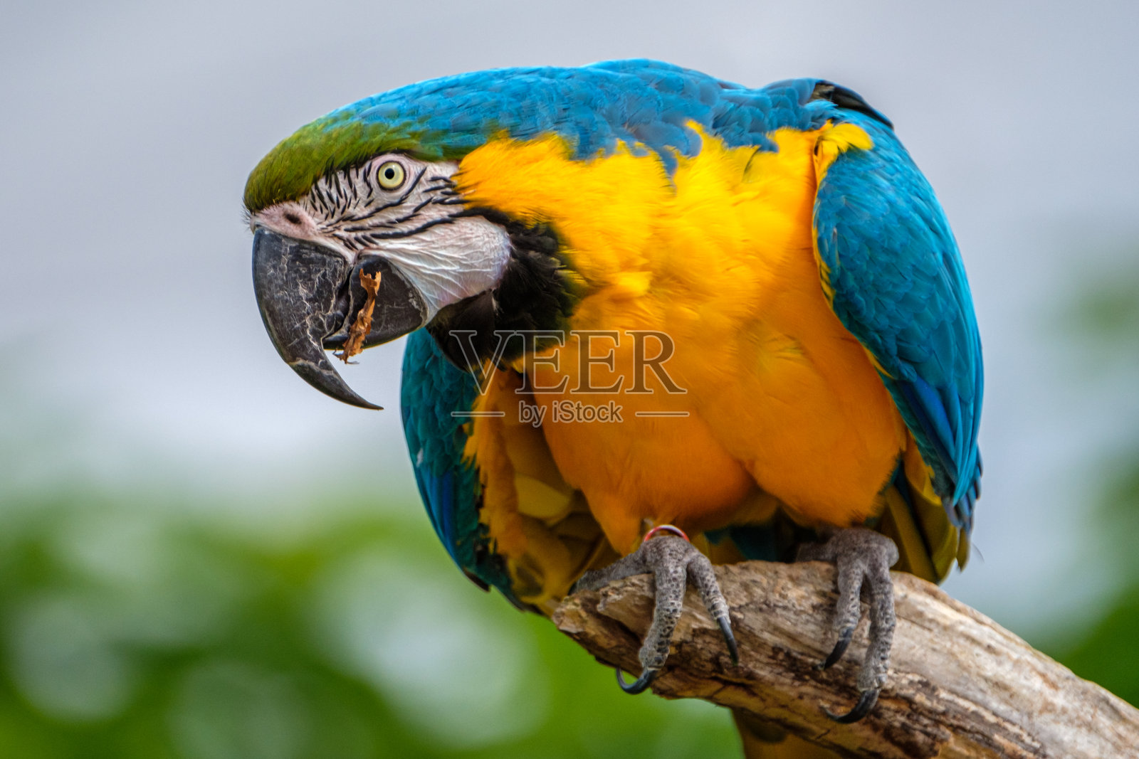 蓝黄相间的金刚鹦鹉，阿拉拉照片摄影图片