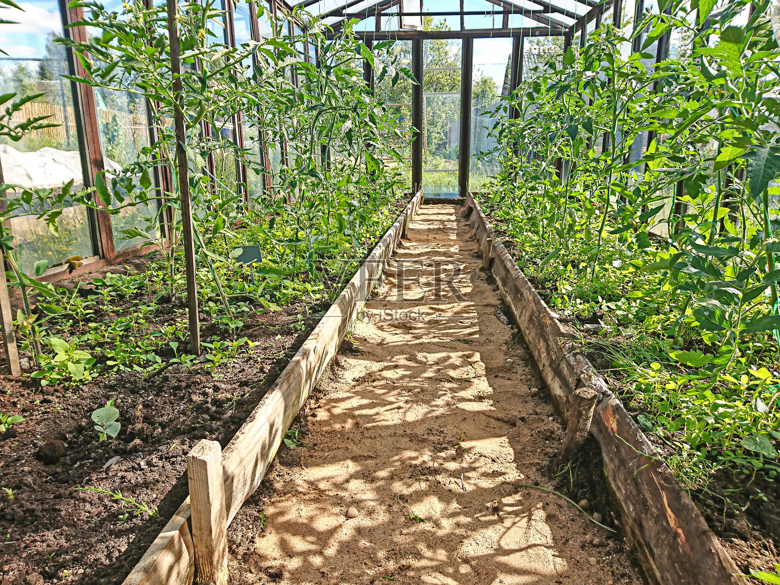 西红柿苗生长在这个国家的温室里。手机照片照片摄影图片