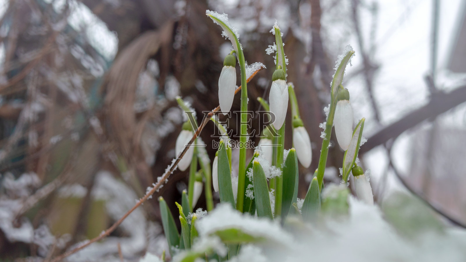 首先雪花莲雪花莲在花园或后院。撒上雪。特写镜头。照片摄影图片