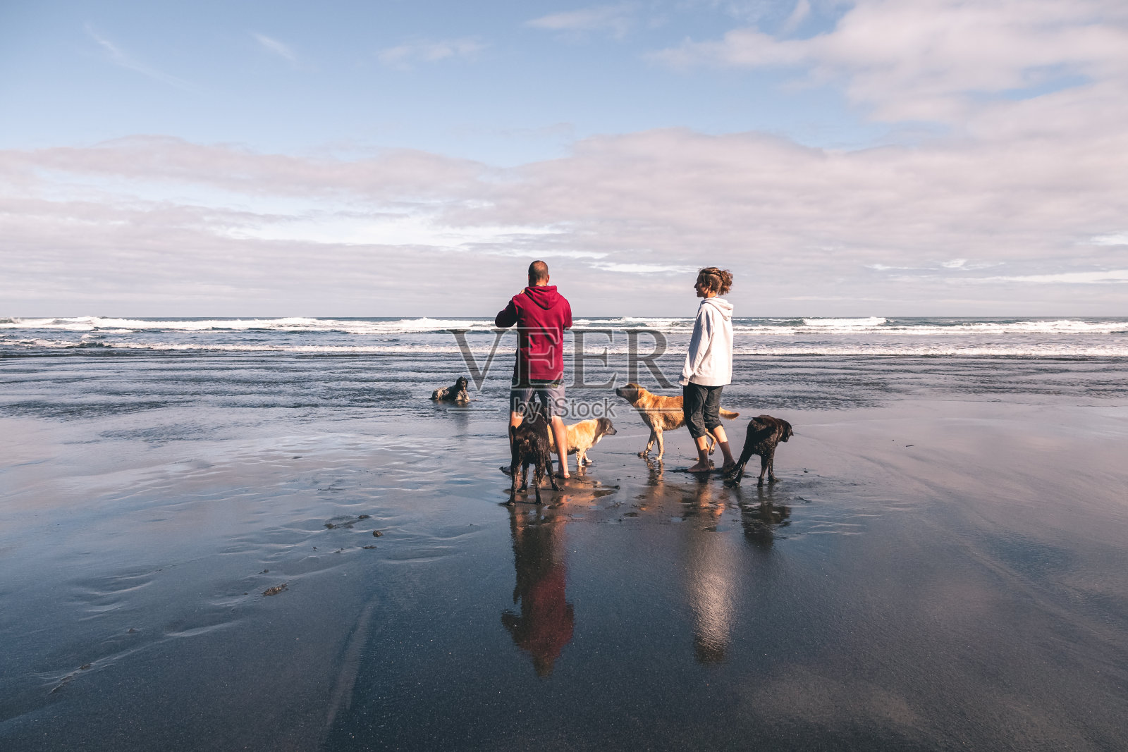 西班牙阿斯图里亚斯，一对年轻夫妇在春天的海滩上为他们的五只狗拍照照片摄影图片