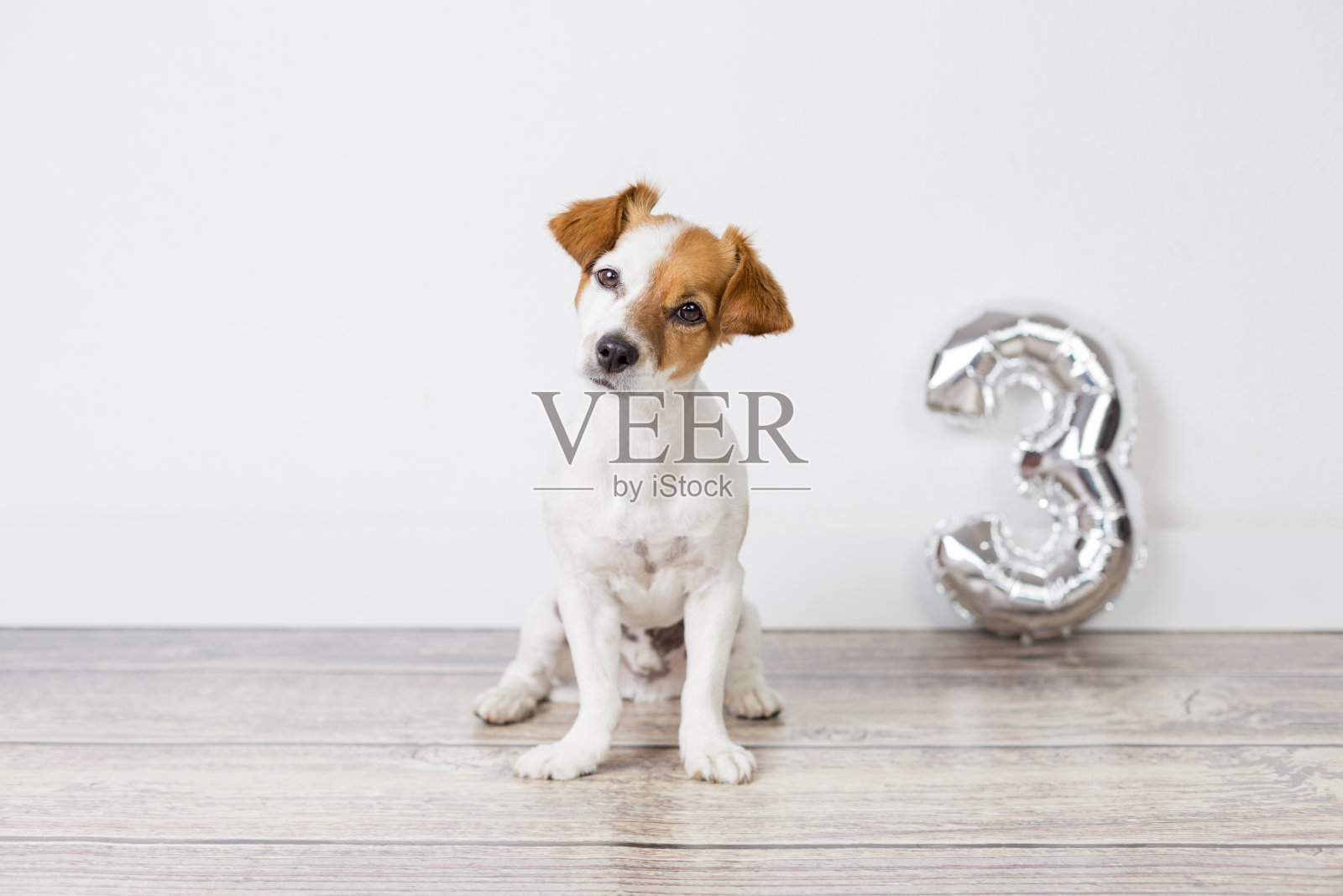 一张可爱的小狗庆祝生日的照片，他三岁了。站在白色背景与银色气球与3的形状。庆祝活动的概念照片摄影图片