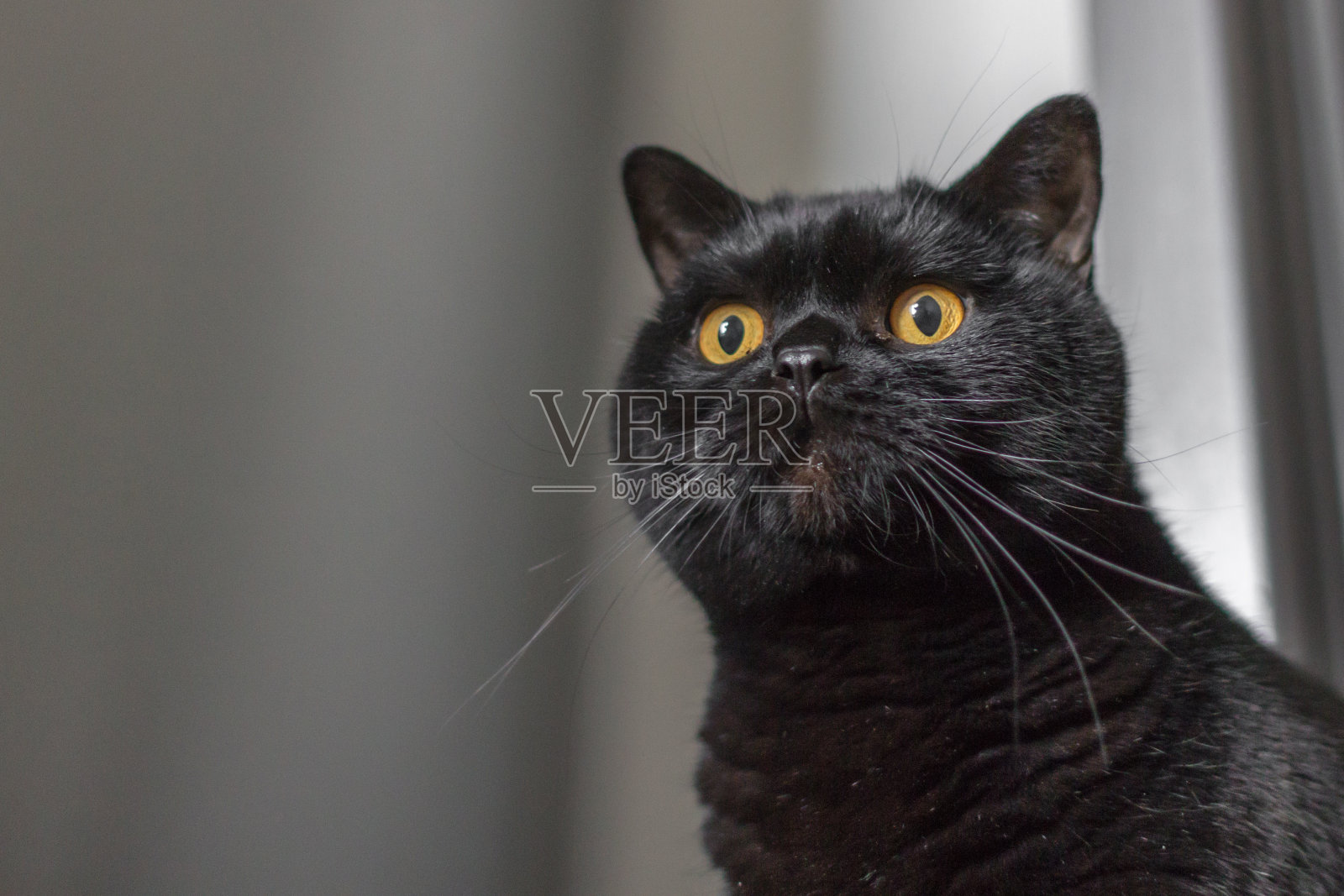 表情丰富的黑猫品种苏格兰直照片摄影图片