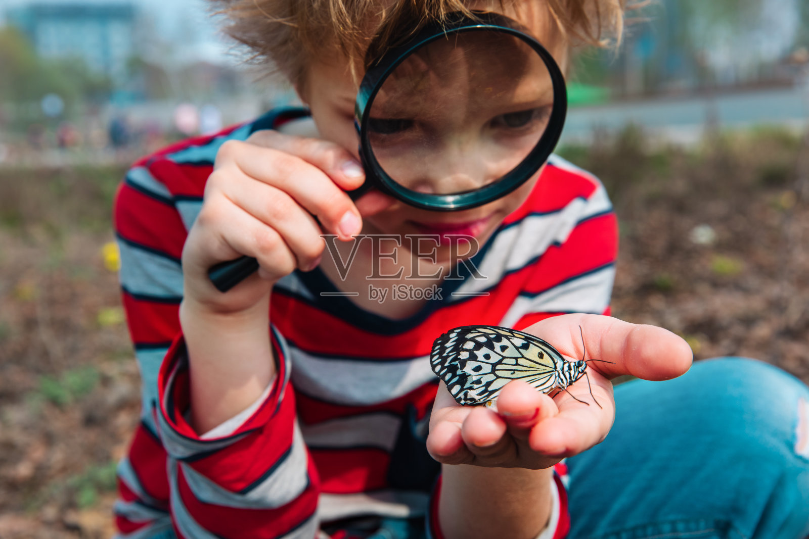 男孩看着蝴蝶，孩子们学习自然照片摄影图片