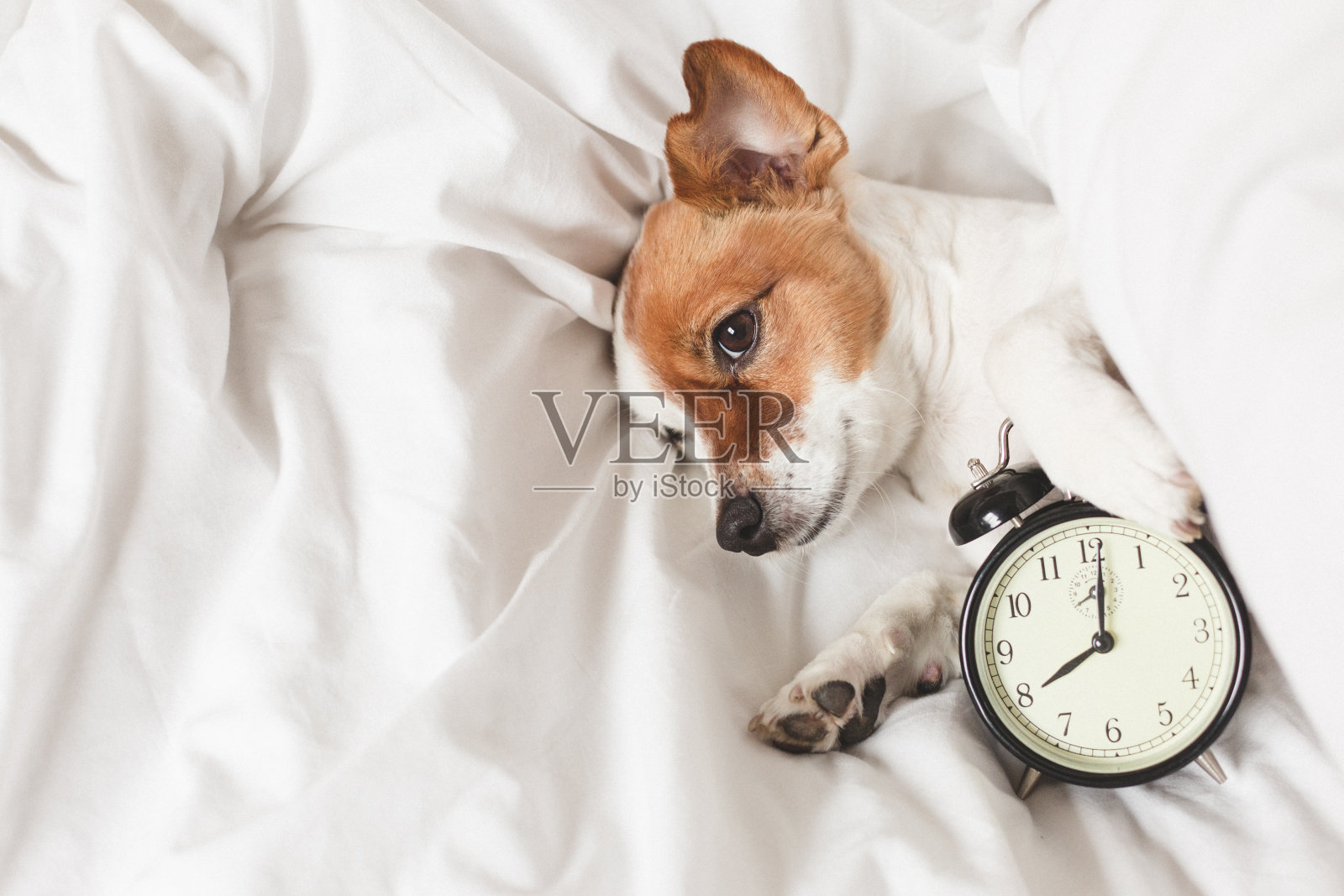 可爱的狗躺在床上，闹钟设置在早上8点。早晨和醒来的概念照片摄影图片