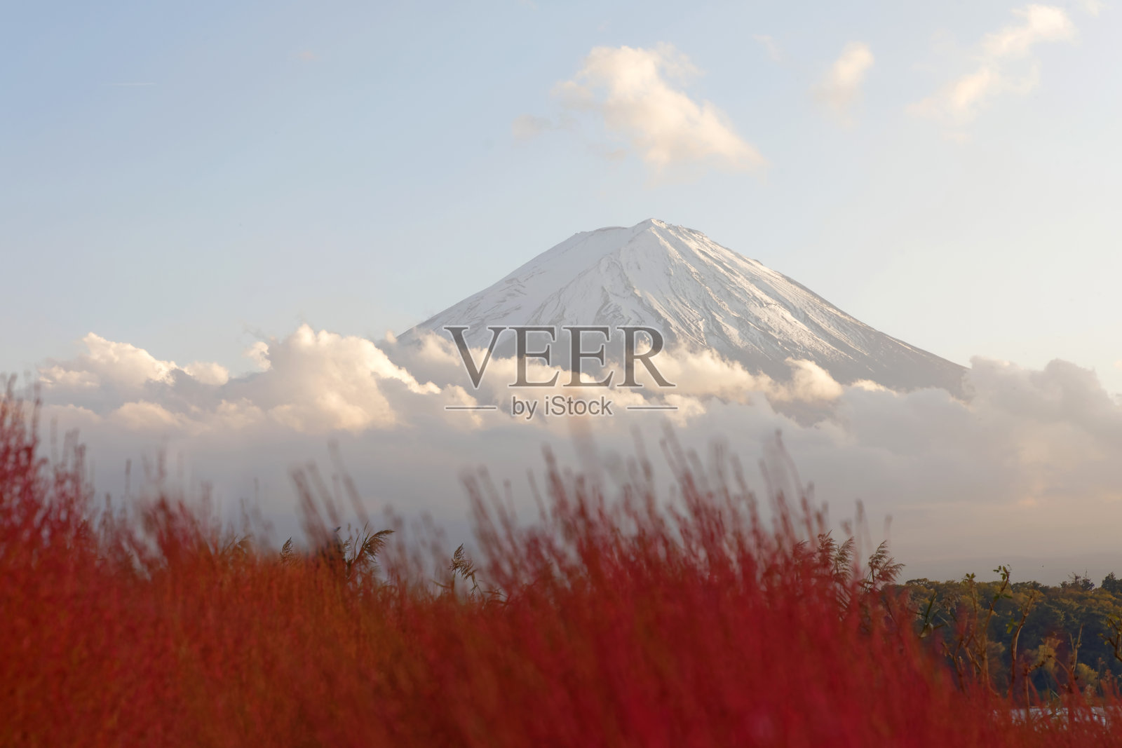 日落时分，富士山上有炽热的云，山顶上有雪，前景中有红色的植物照片摄影图片