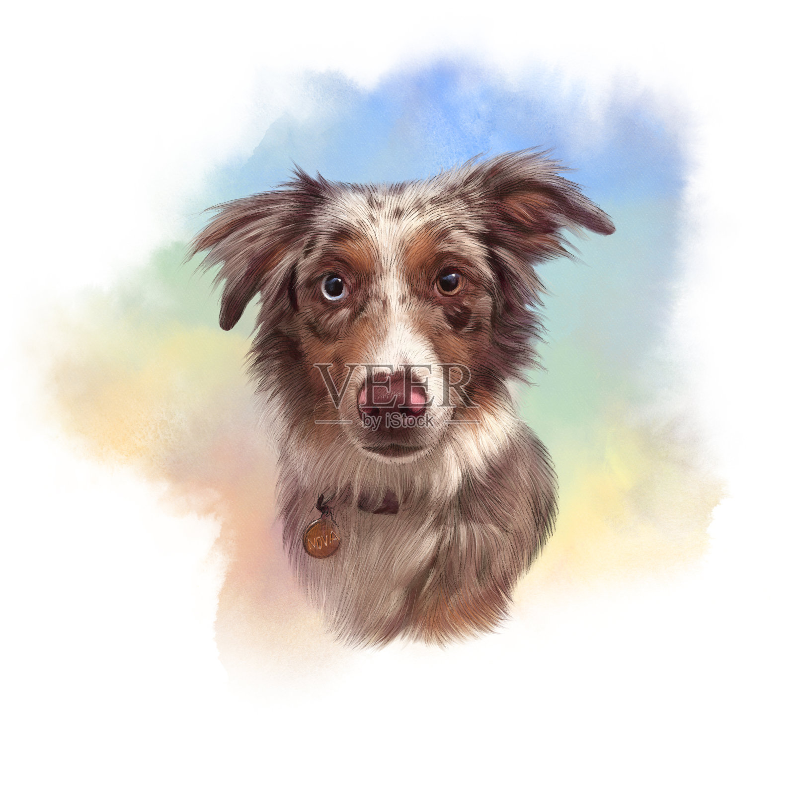 蓝山鸟色澳大利亚牧羊犬肖像设计元素图片
