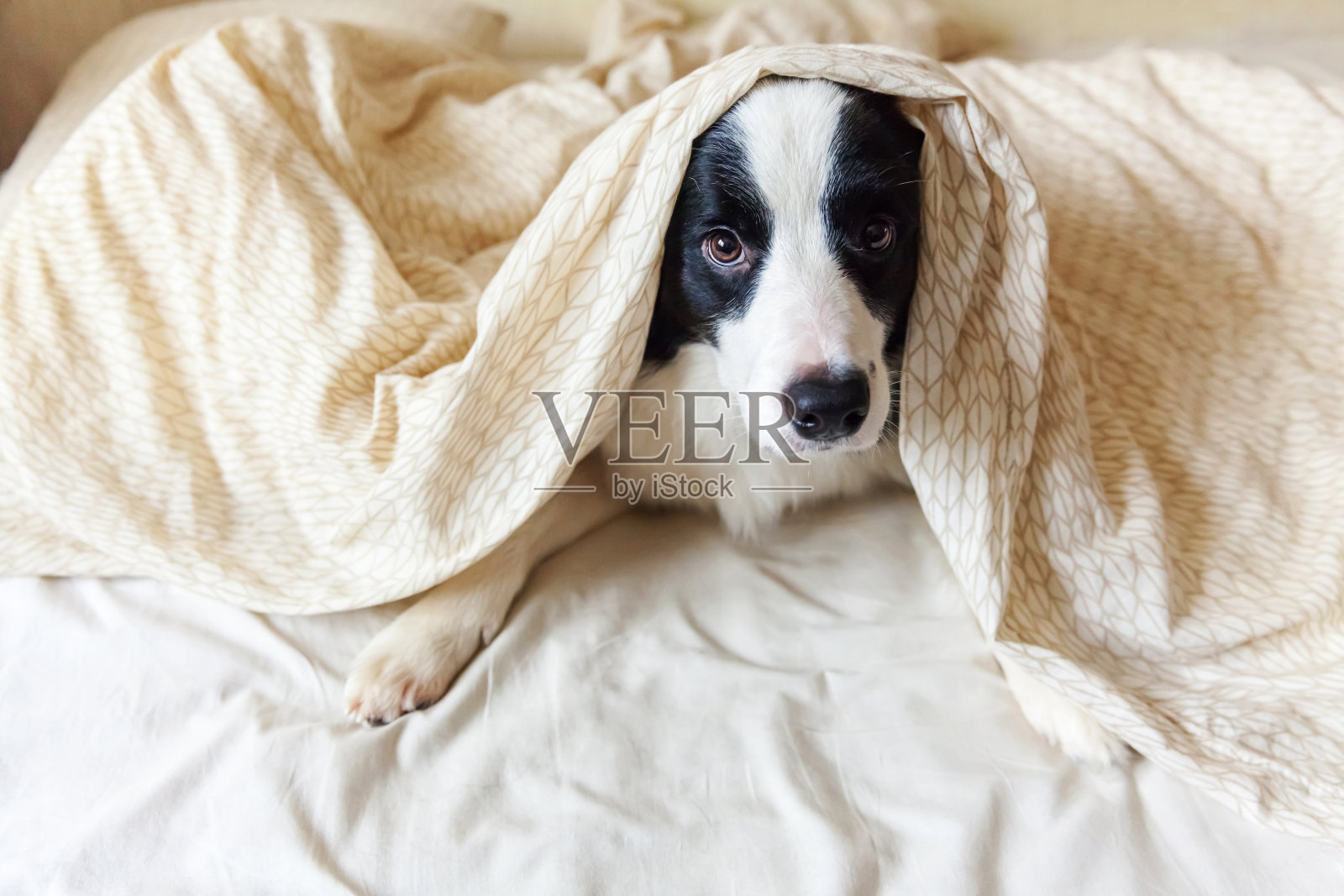 肖像可爱的微笑小狗边境牧羊犬躺在床上的枕头毯子。不要打扰我，让我睡觉。小狗在家里躺着睡觉。宠物关爱和有趣的宠物动物生活理念照片摄影图片