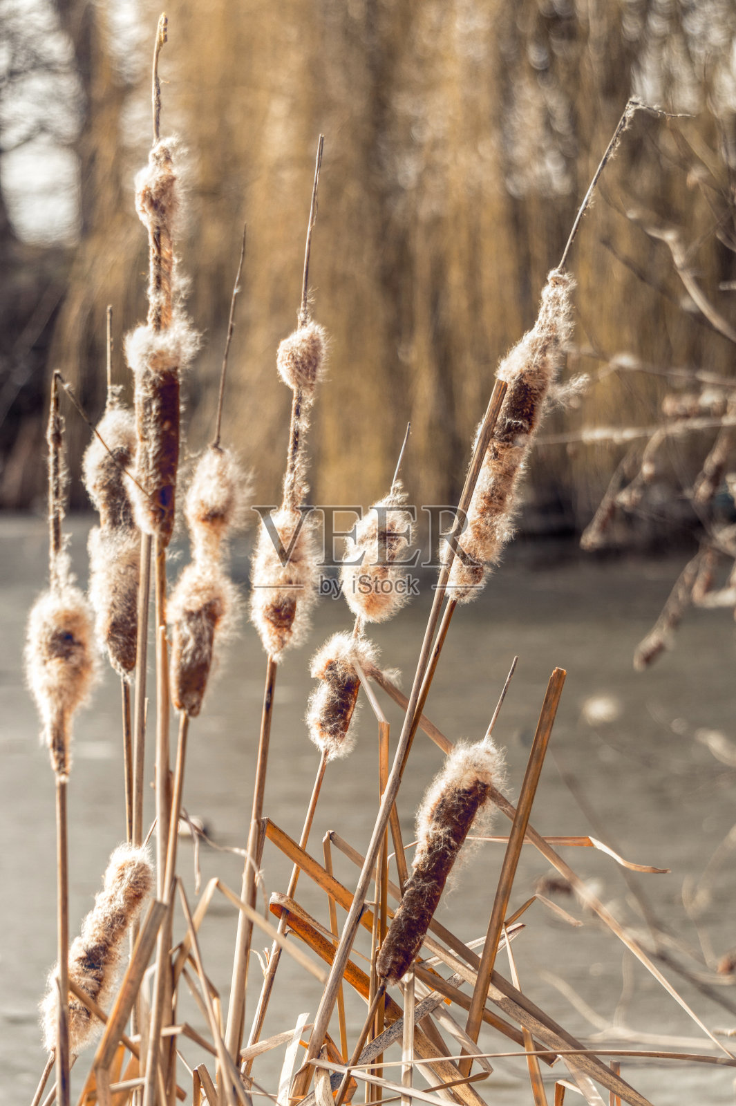 松软的干香蒲和冬季草甸照片摄影图片