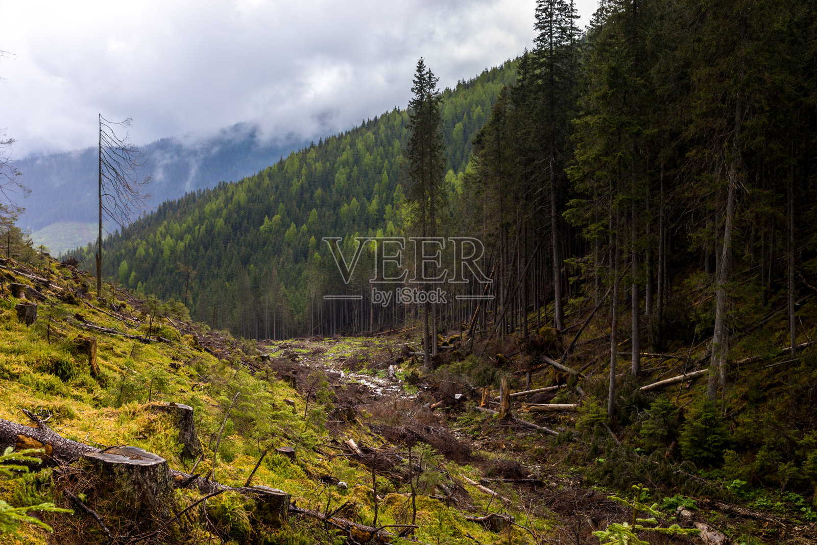 森林和树桩的山景照片摄影图片
