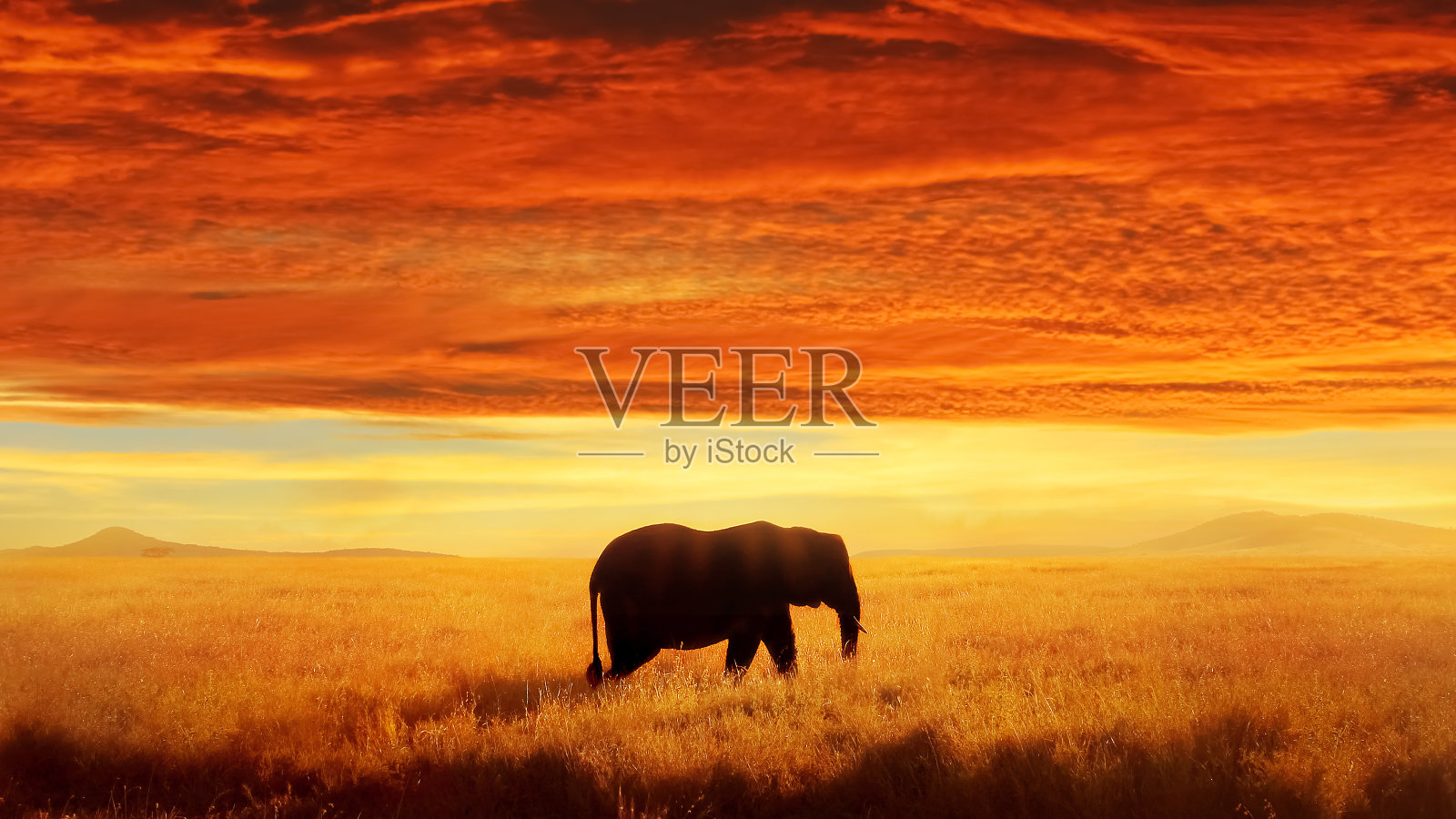 孤独的大象在大草原落日和美丽的云。塞伦盖蒂国家公园。非洲。坦桑尼亚。照片摄影图片