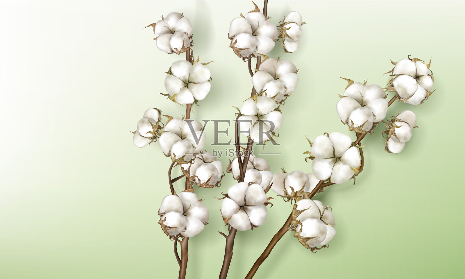 带有花朵和茎的逼真的棉花树枝插画图片素材