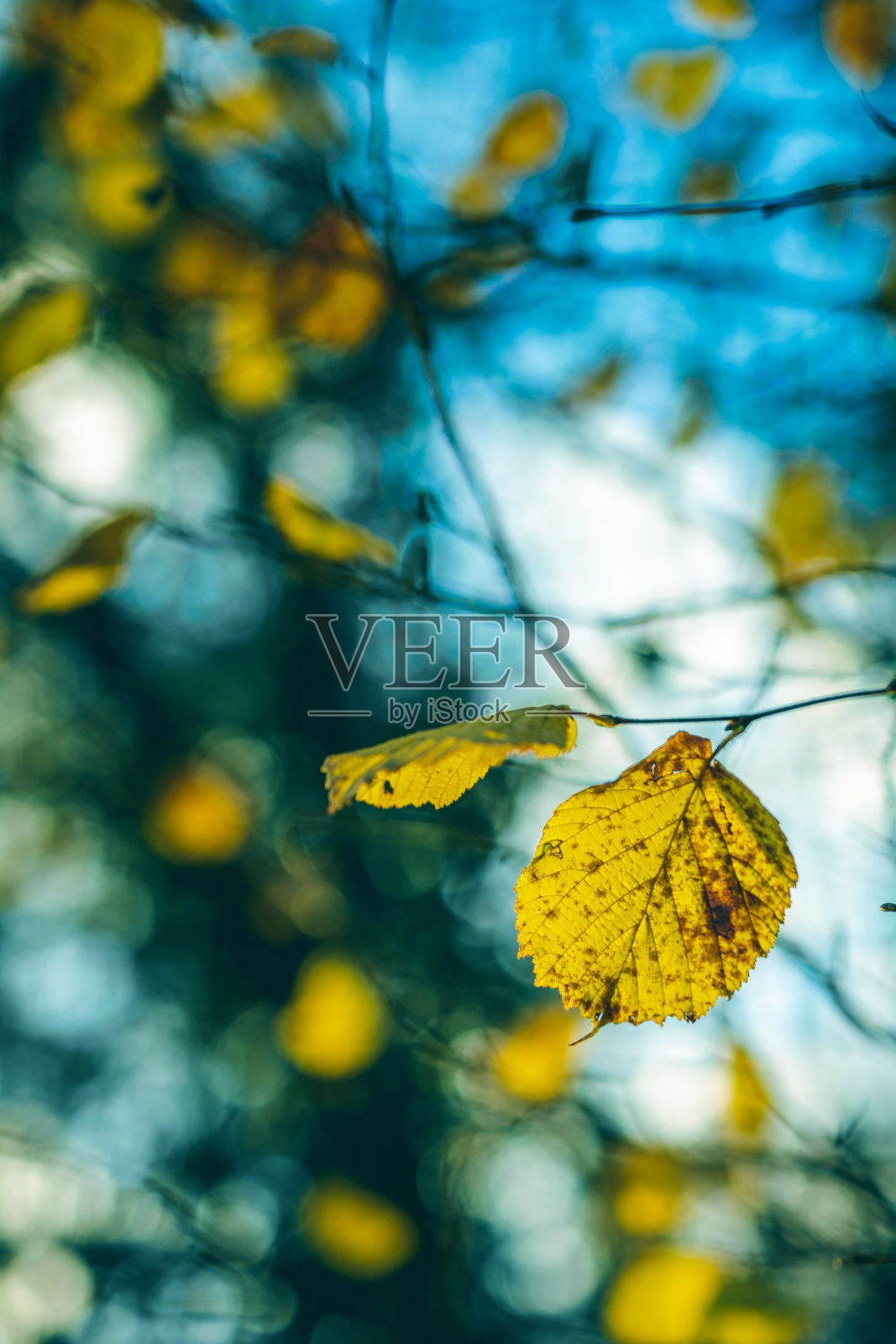 秋叶抽象的背景，蓝天的背景照片摄影图片