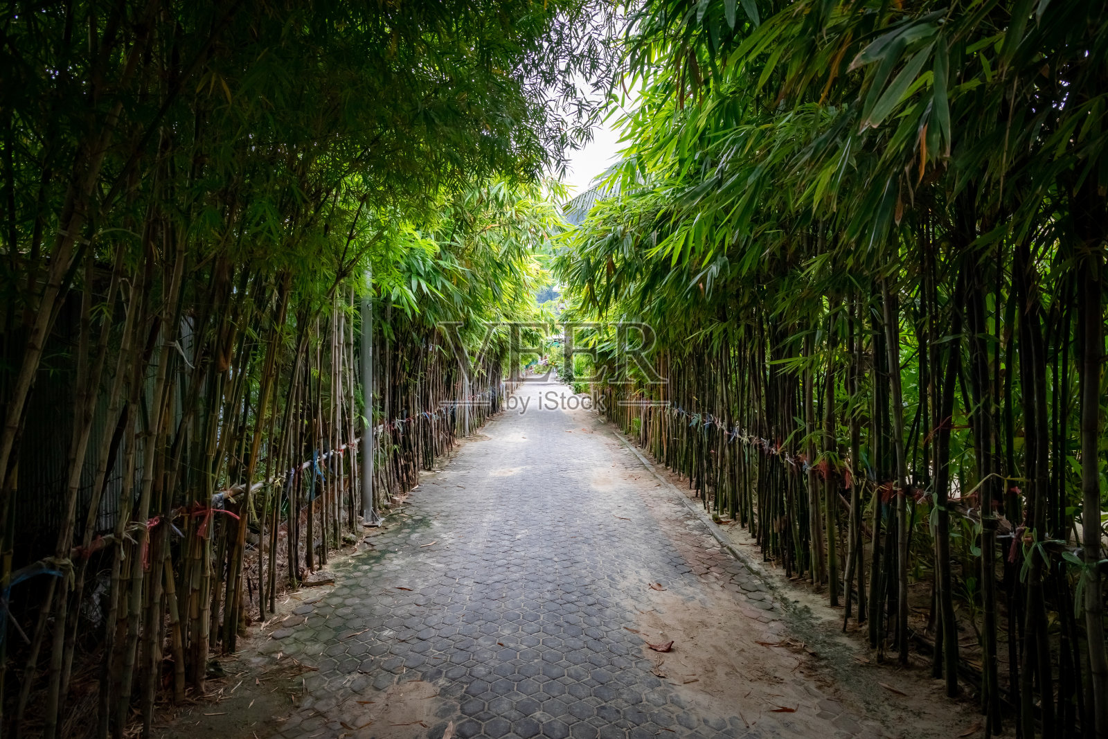 绿色的混凝土人行道，两边覆盖着竹子和绿叶。照片摄影图片