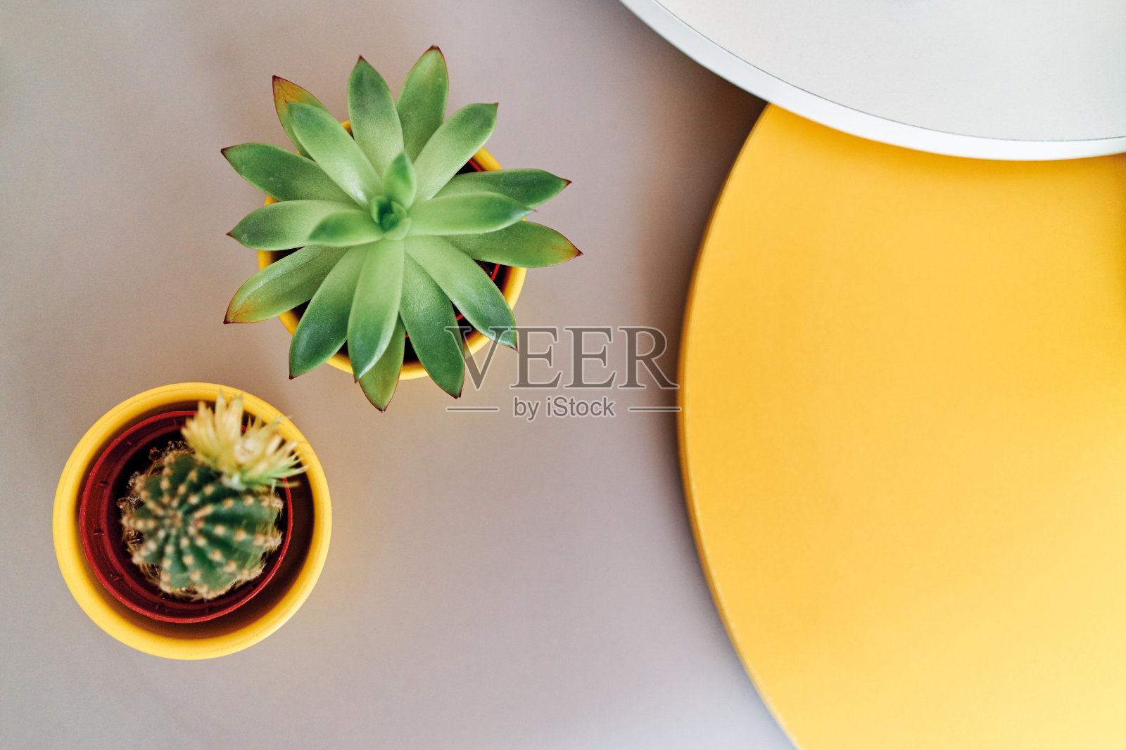 餐桌上的仙人掌和肉质植物照片摄影图片