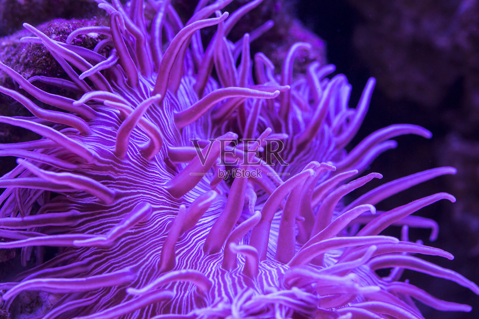 近距离观察条纹长触手海葵在水下照片摄影图片
