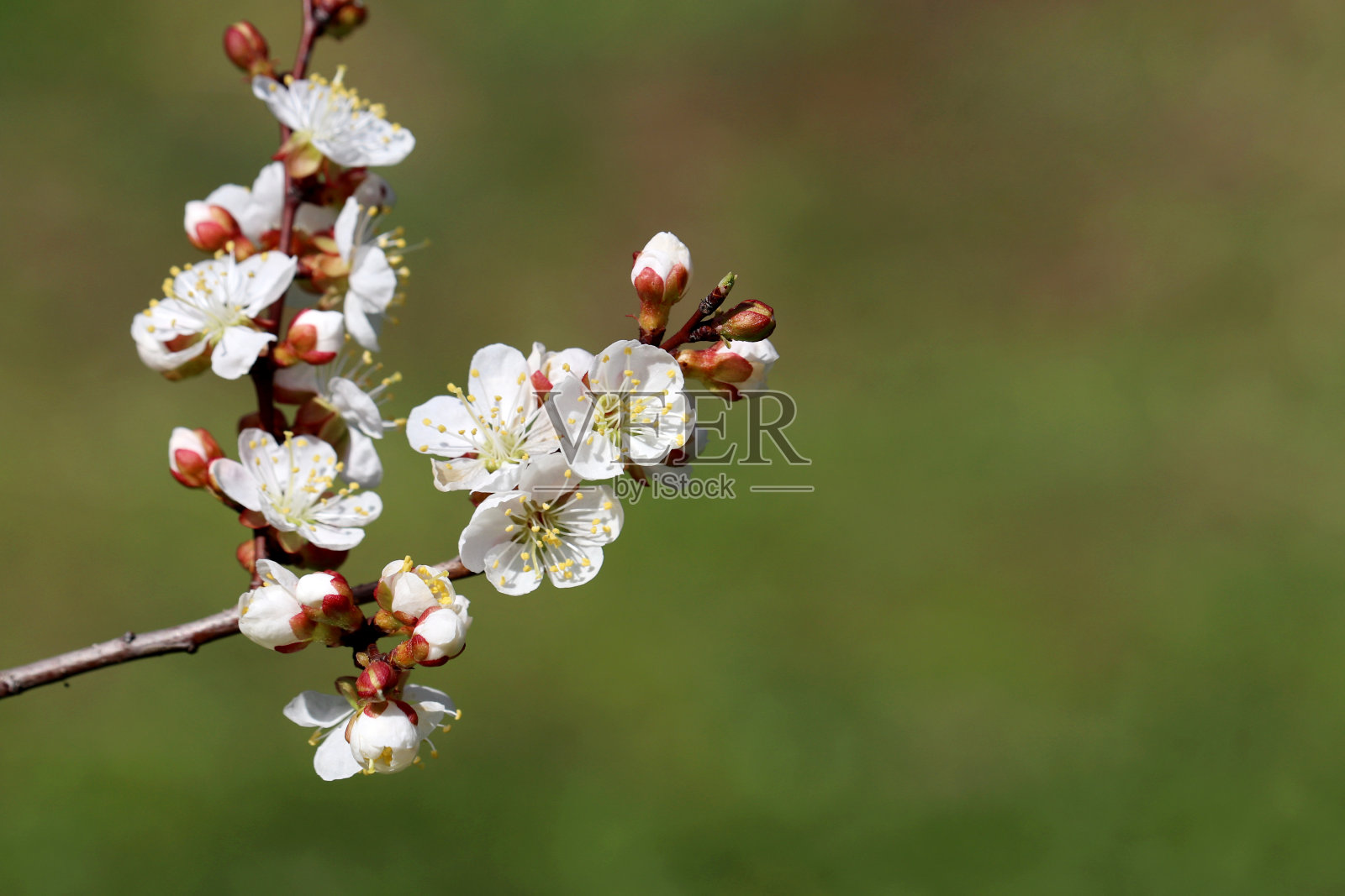 樱花在春天的阳光在模糊的自然背景照片摄影图片