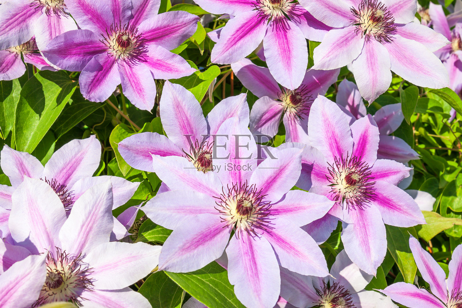 在花园里的花坛上盛开的紫色花朵照片摄影图片