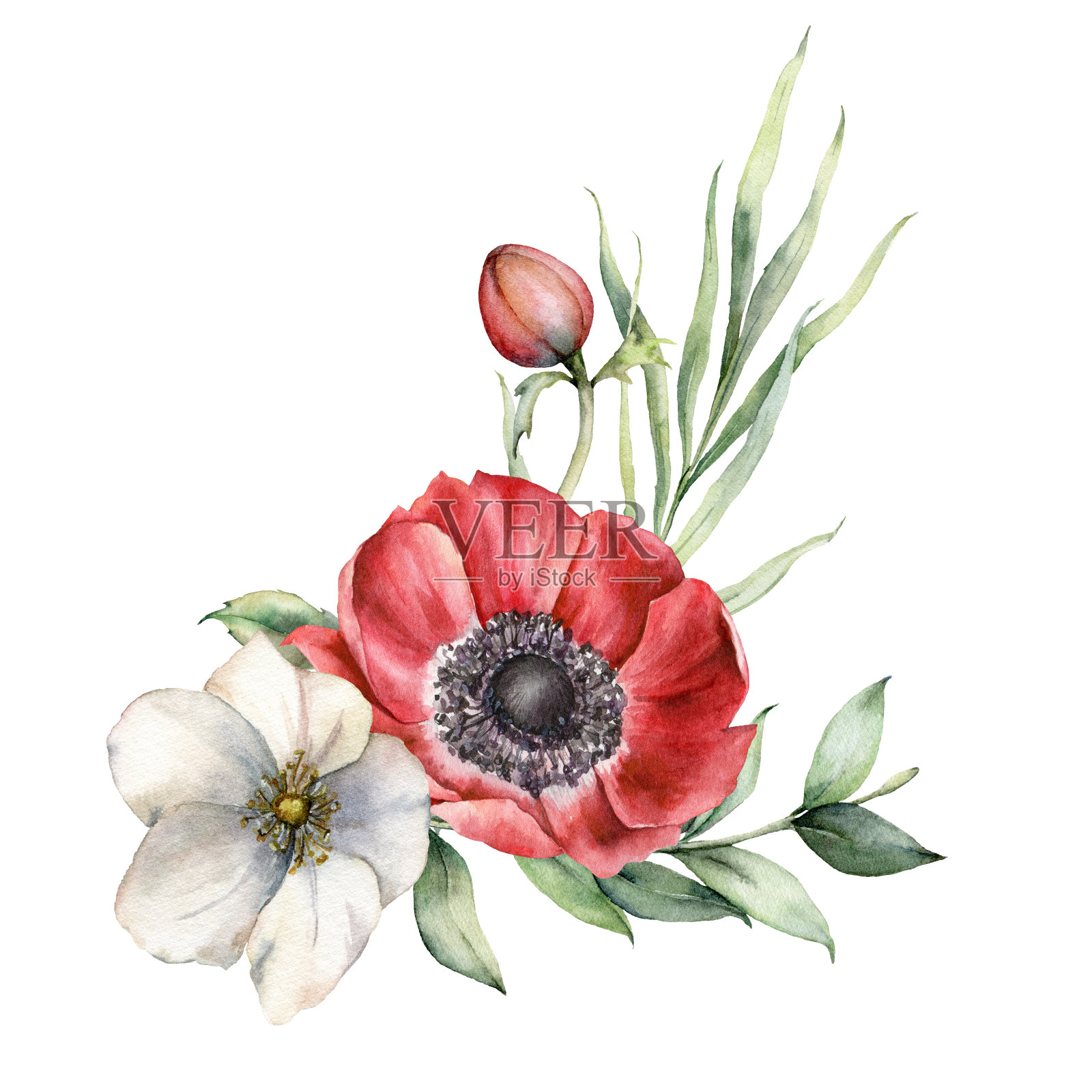 水彩花束与红色和白色的银莲花，花蕾。手工绘制的节日花和桉树叶子孤立在白色的背景。春季插图设计，印刷，织物，背景。插画图片素材