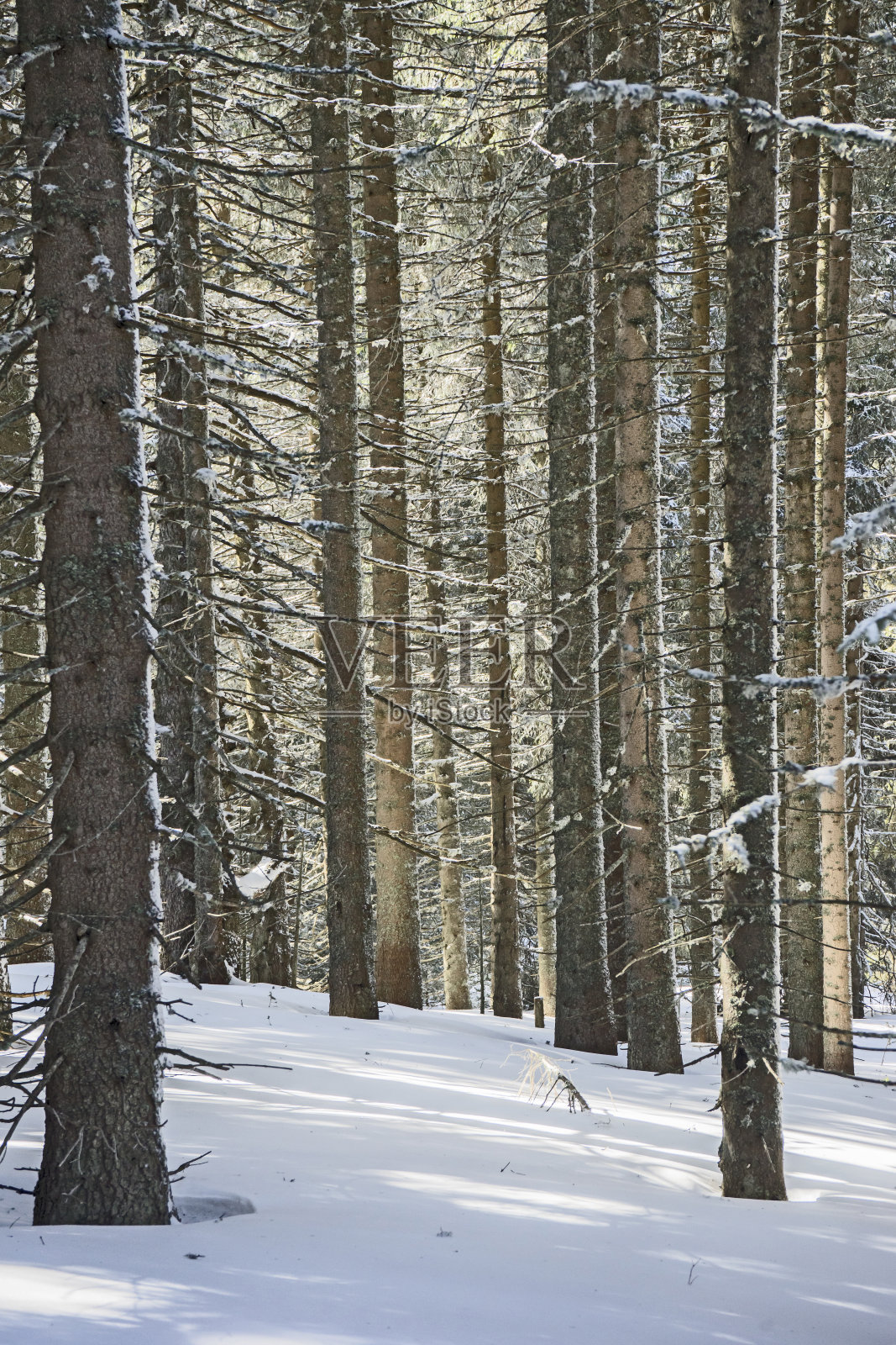 白雪下美丽的松林照片摄影图片