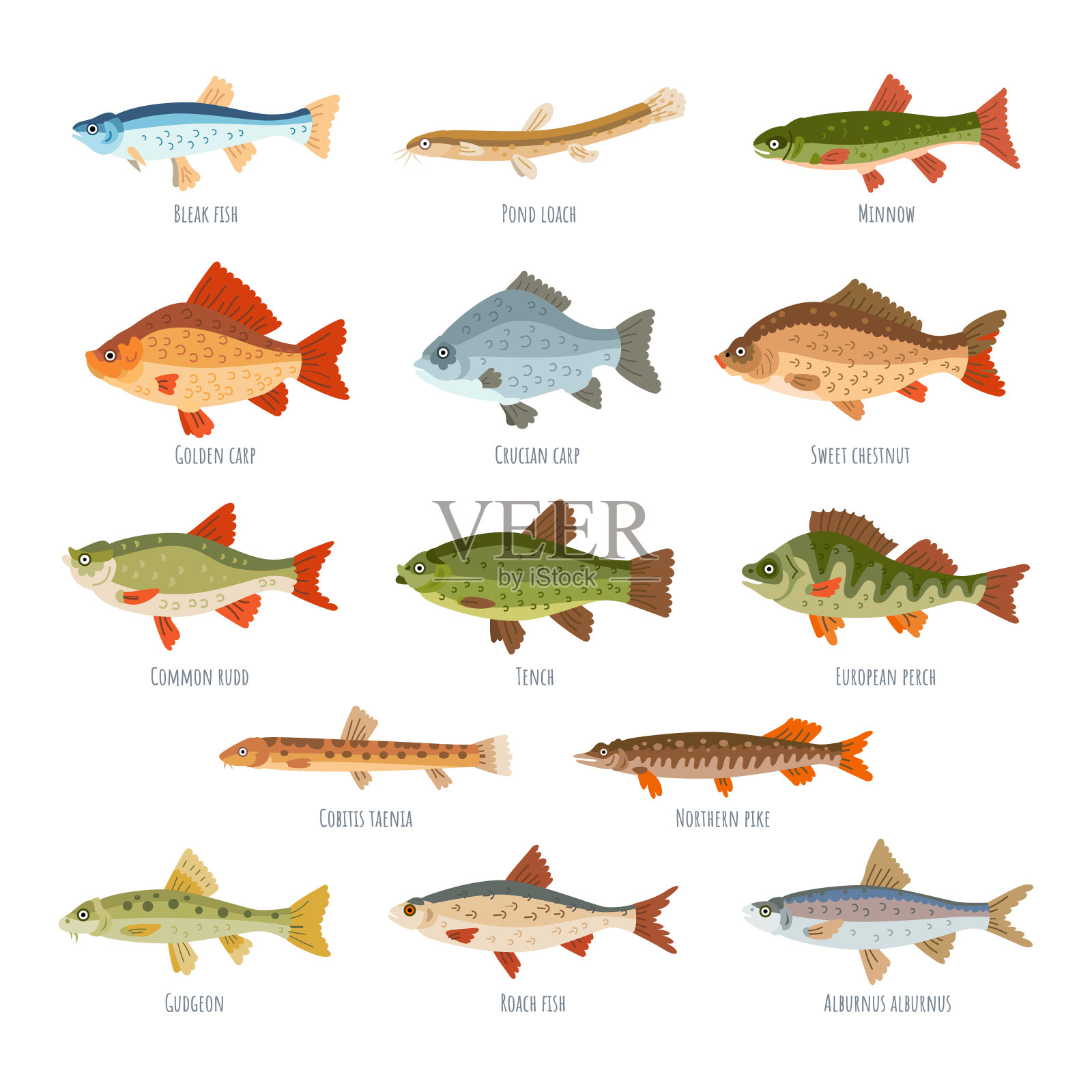 淡水鱼鱼类大全图册,100种野生鱼图片大全 - 伤感说说吧