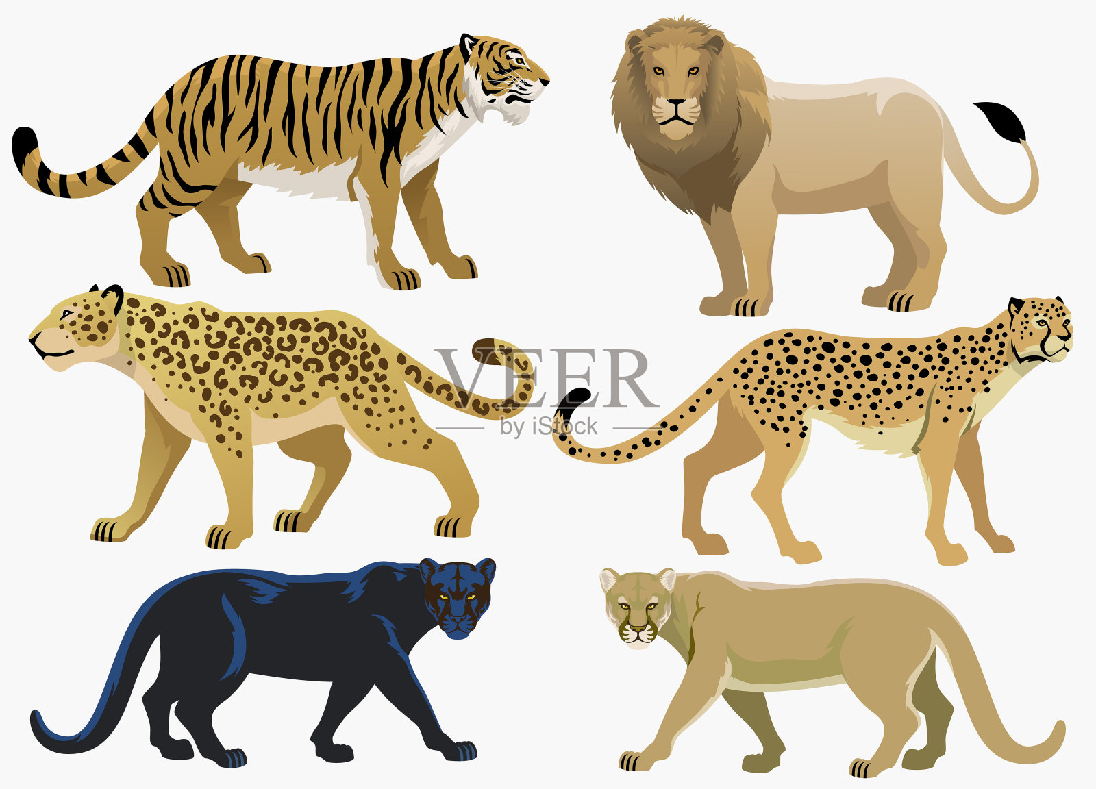 大型猫科动物套装插画图片素材