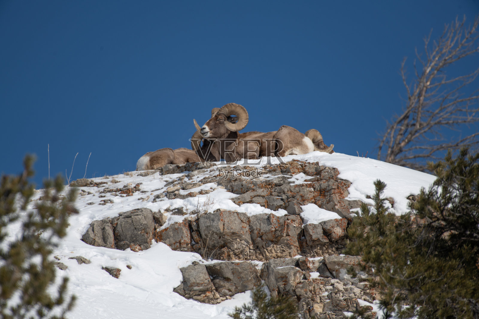 在白雪覆盖的山顶上休息的大角绵羊照片摄影图片