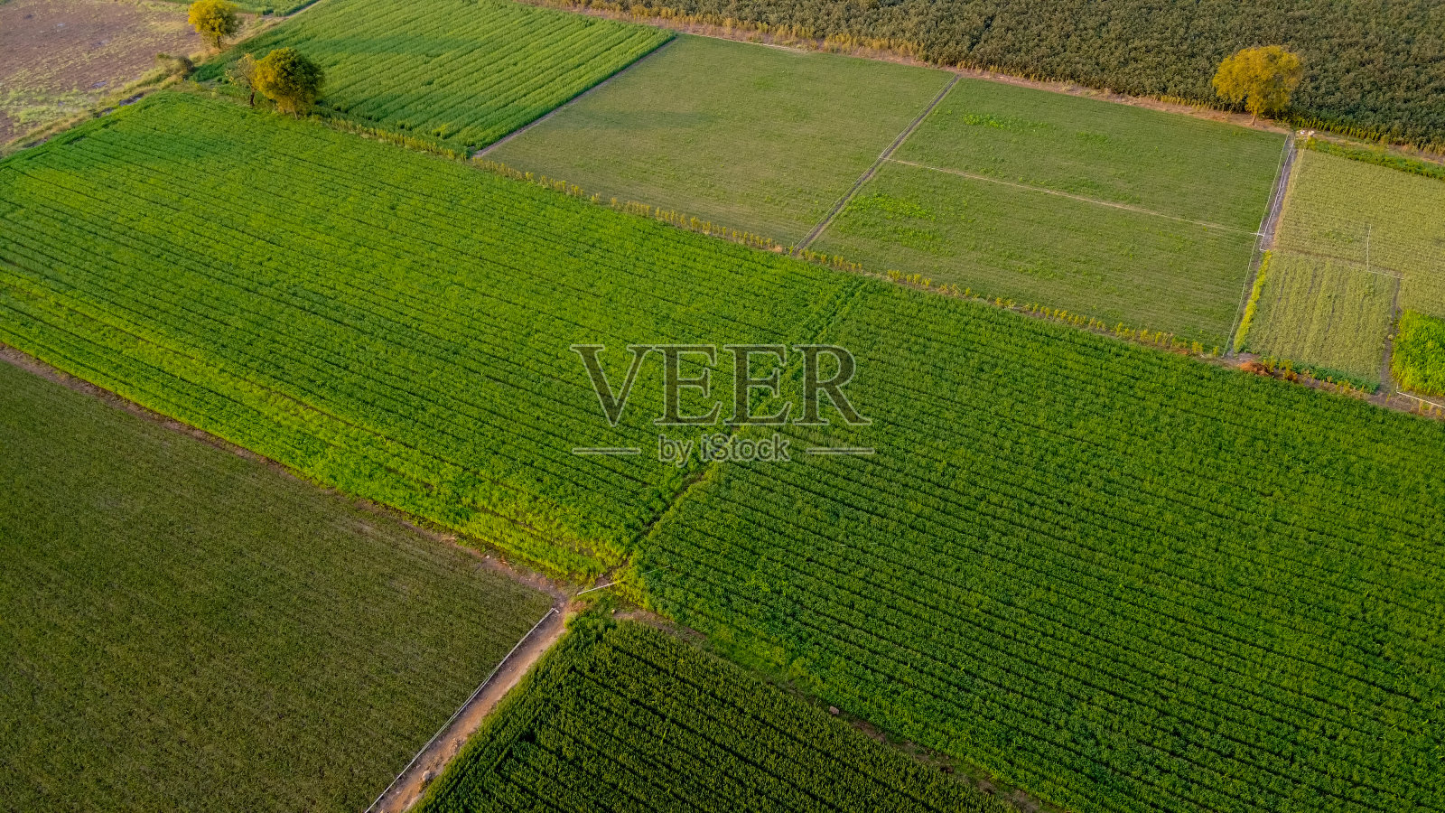 阿里尔俯视图的农业领域照片摄影图片