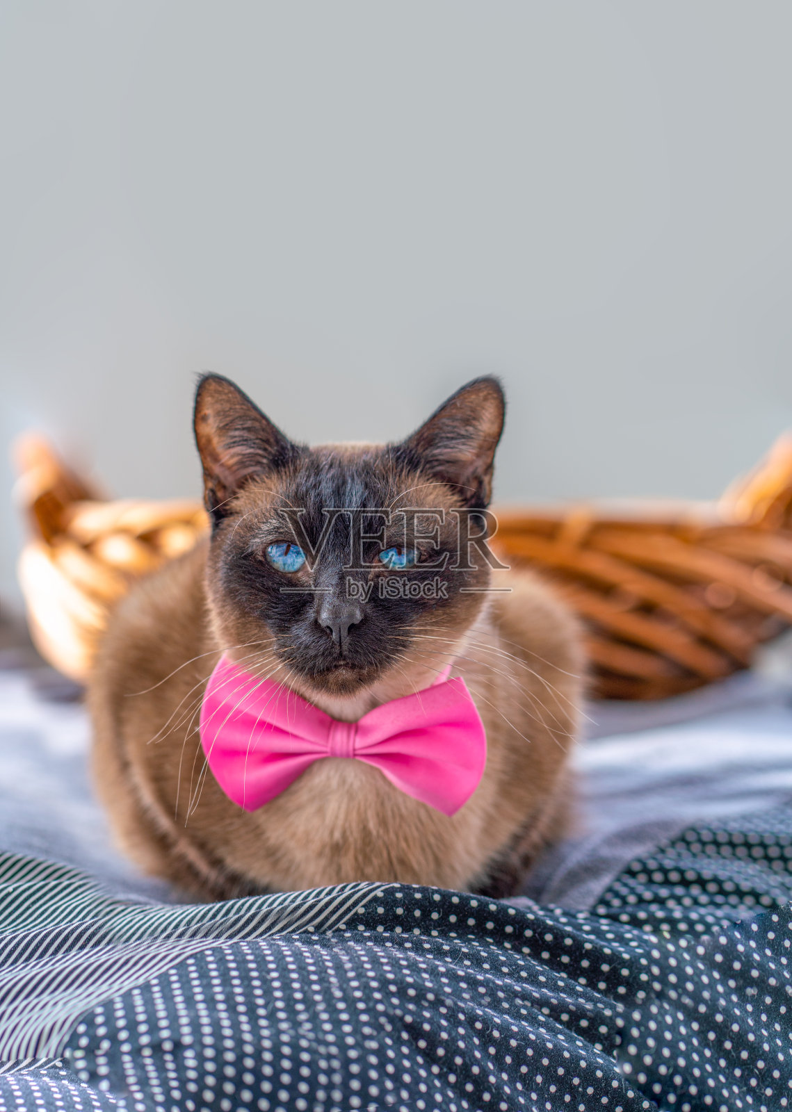 一只黑色、优雅、蓝眼睛的暹罗猫坐在毯子上的篮子前，上面举着一个粉红色的蝴蝶结照片摄影图片