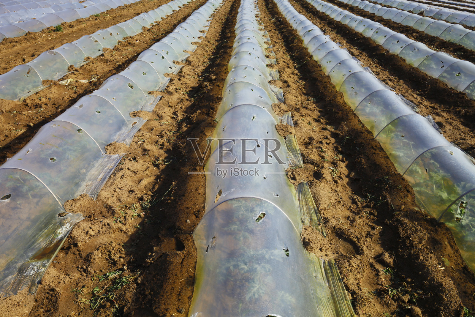 西瓜种植地膜覆盖照片摄影图片